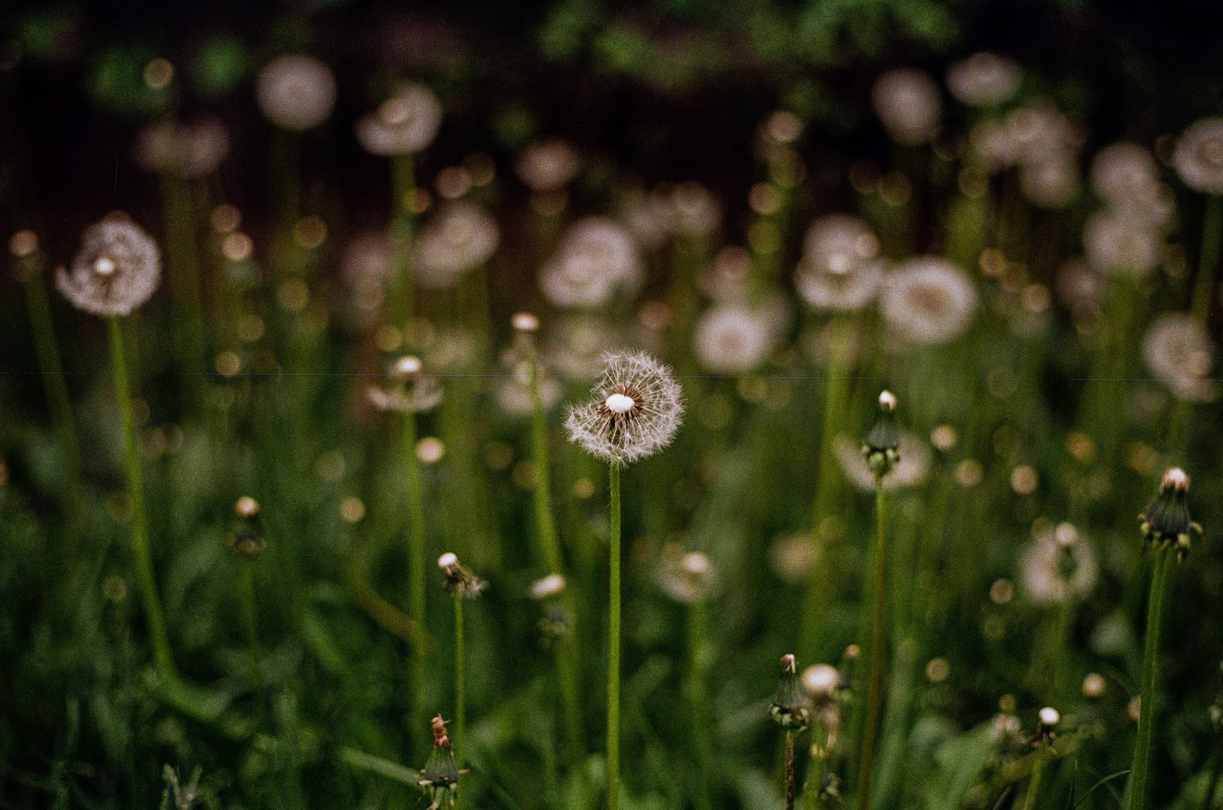 A field of dandelion clocks at dusk, one in focus among the long grass