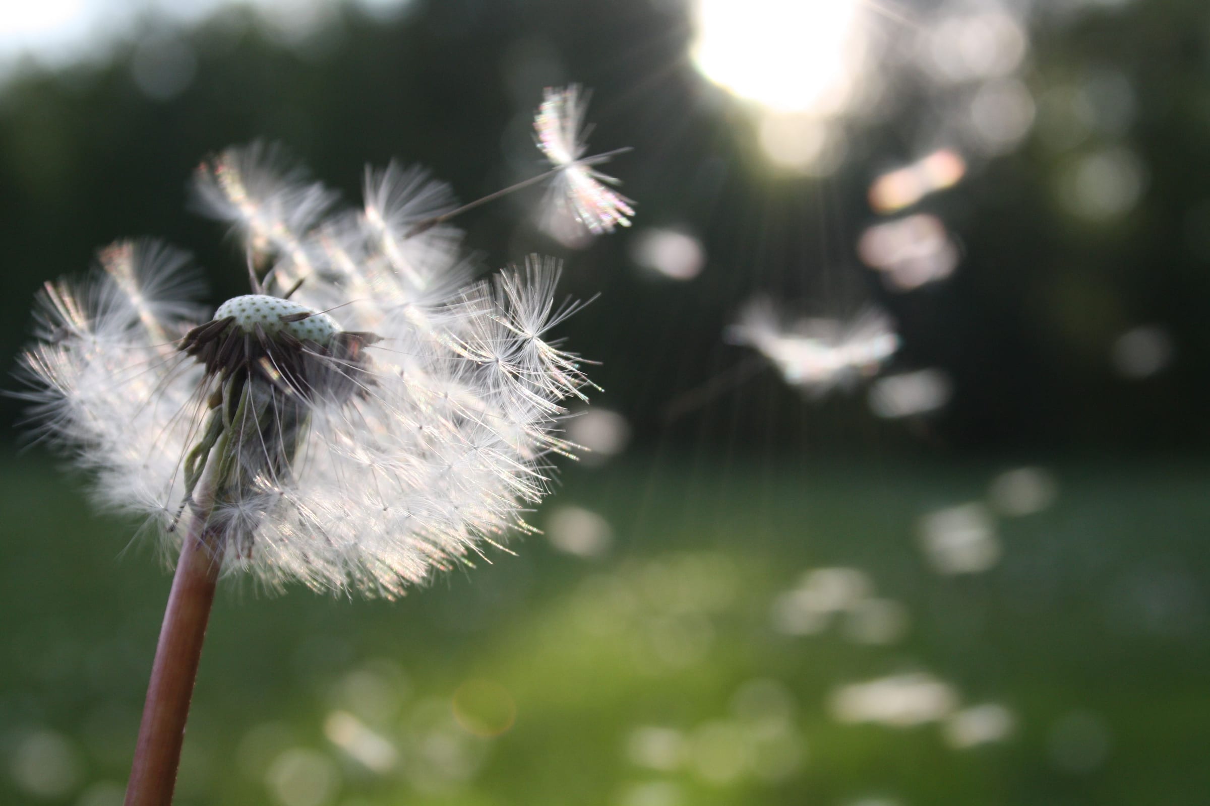 Seeds lifting off a dandelion clock into low sunlight