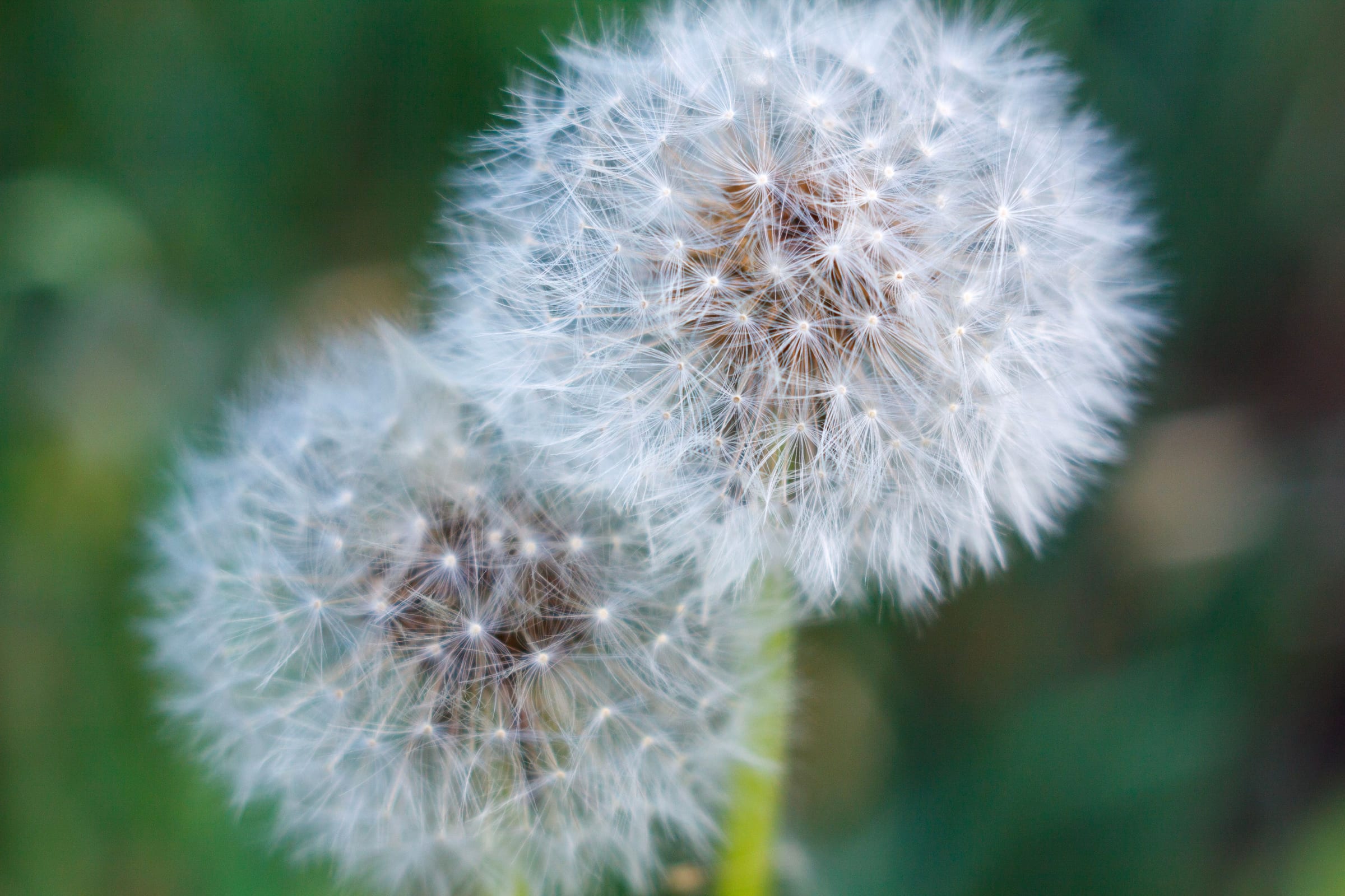 Two dandelion clocks close up against soft green