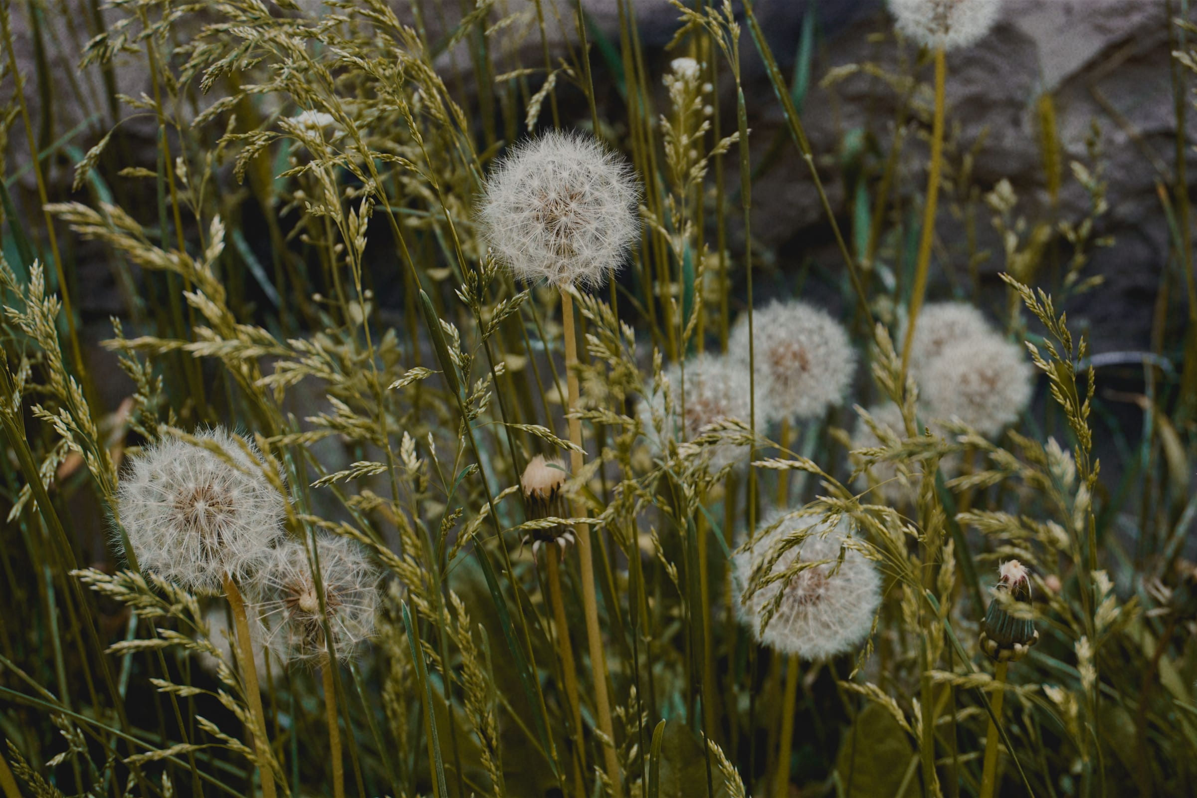 Dandelion clocks among tall golden grass