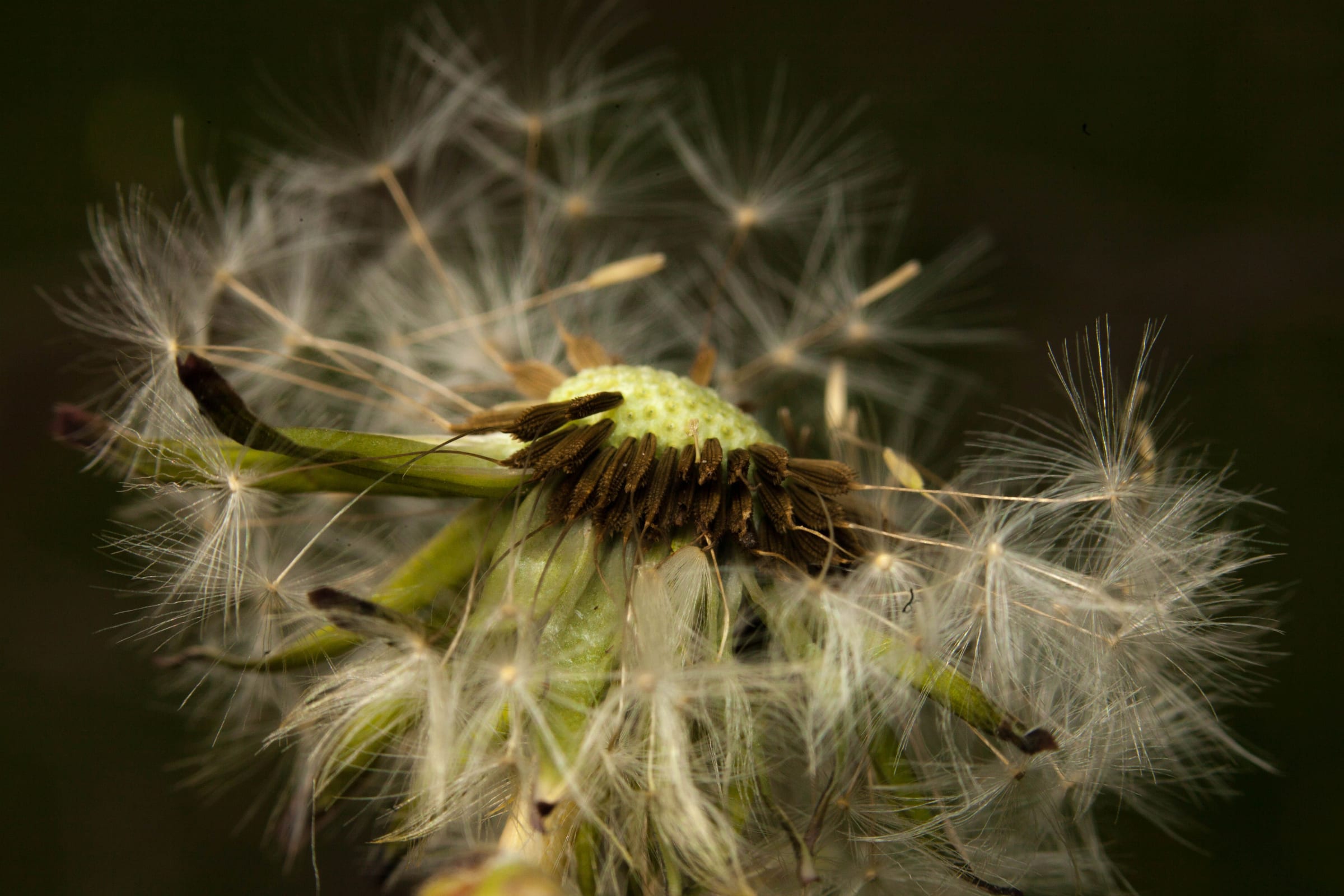 A dandelion half blown, its last seeds around a pale green head, on black