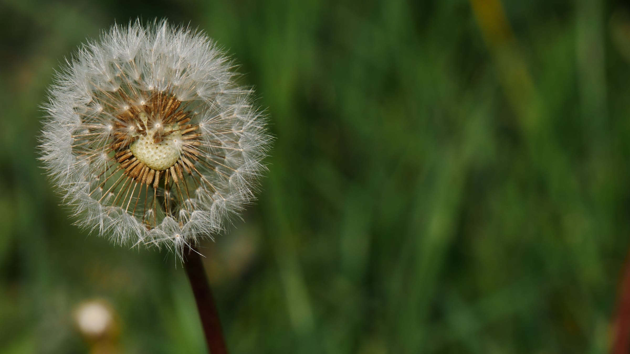 A single dandelion clock against blurred green grass