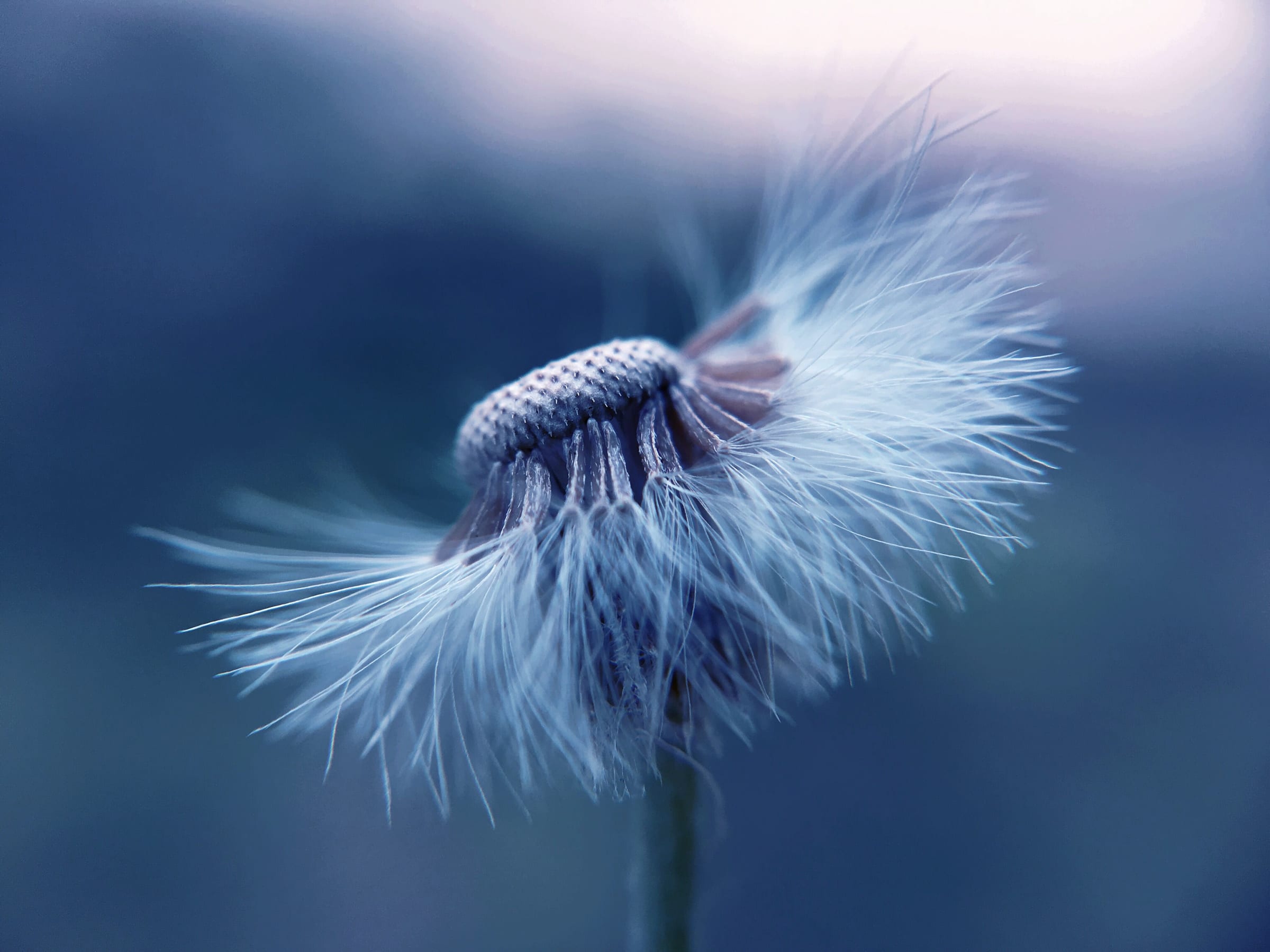 A dandelion clock losing its seeds, in cool blue light