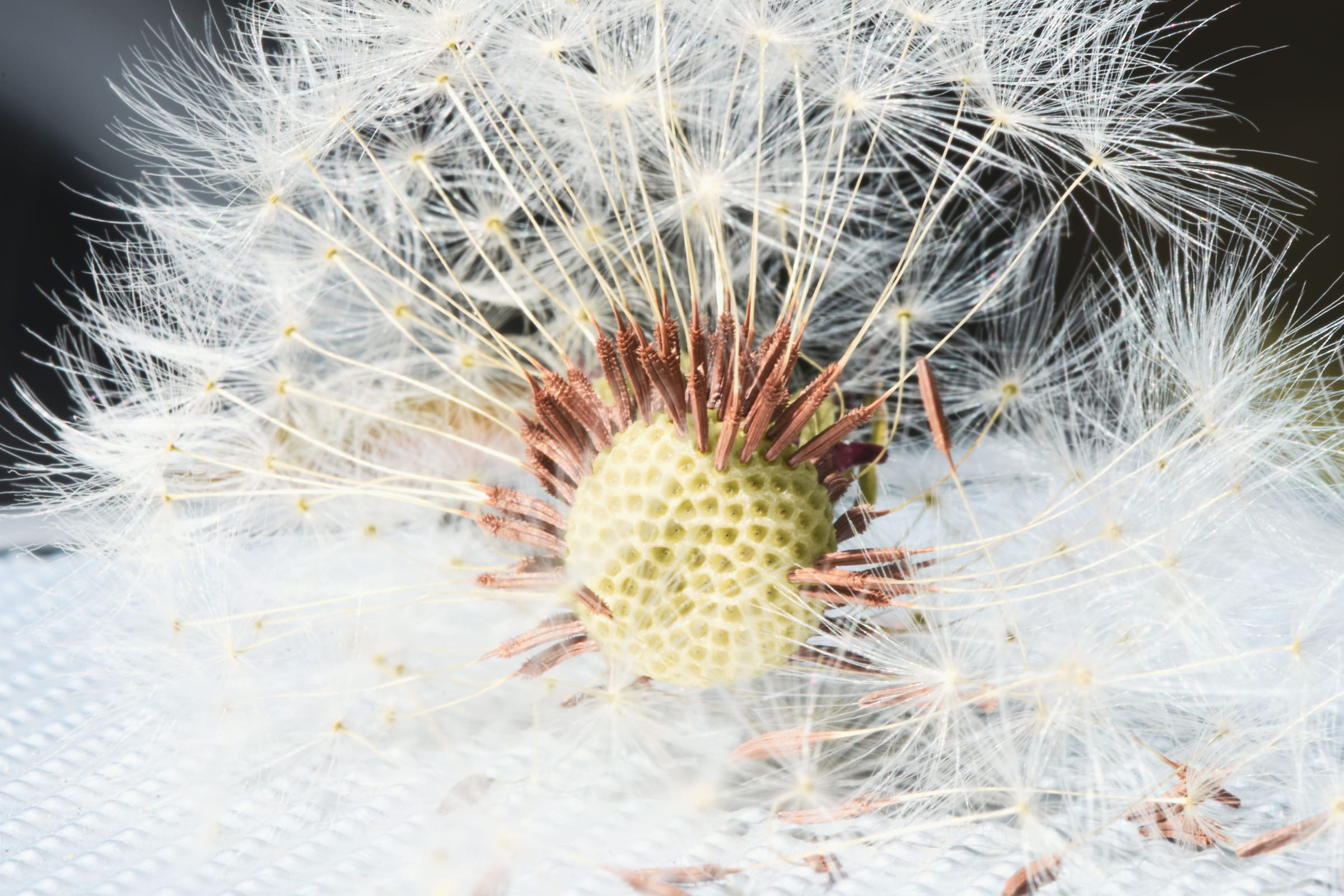 The pale head of a dandelion close up, a few seeds still holding on