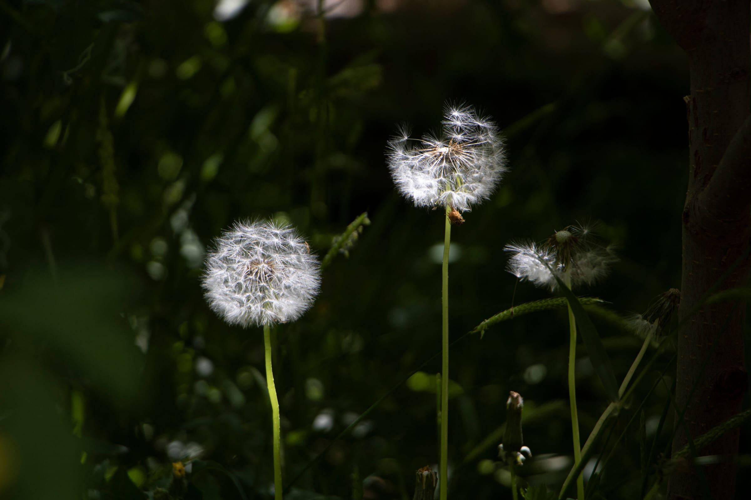 Dandelion clocks in a shaft of light in a dark garden