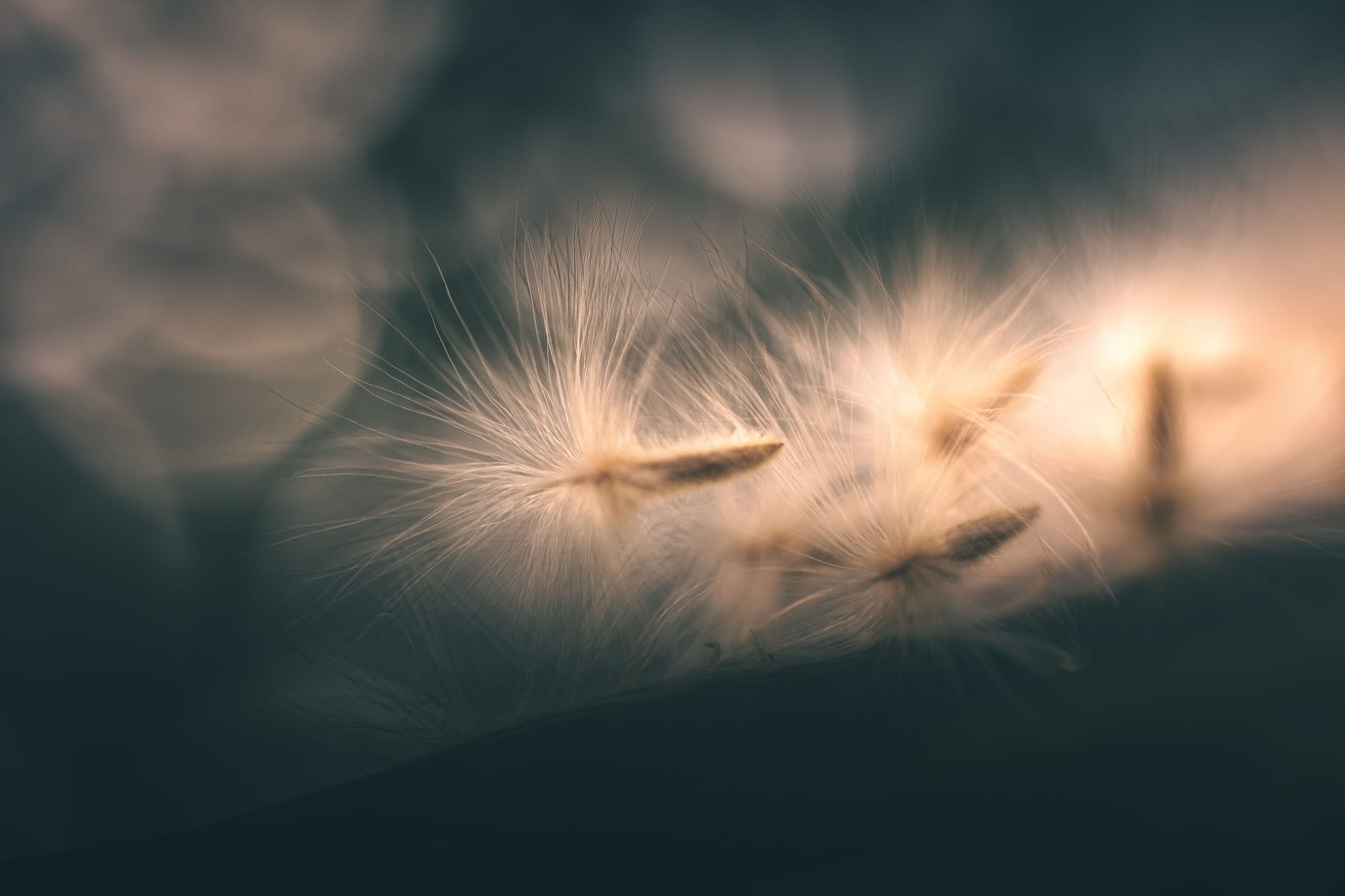 Dandelion seeds drifting in warm light against dark blue