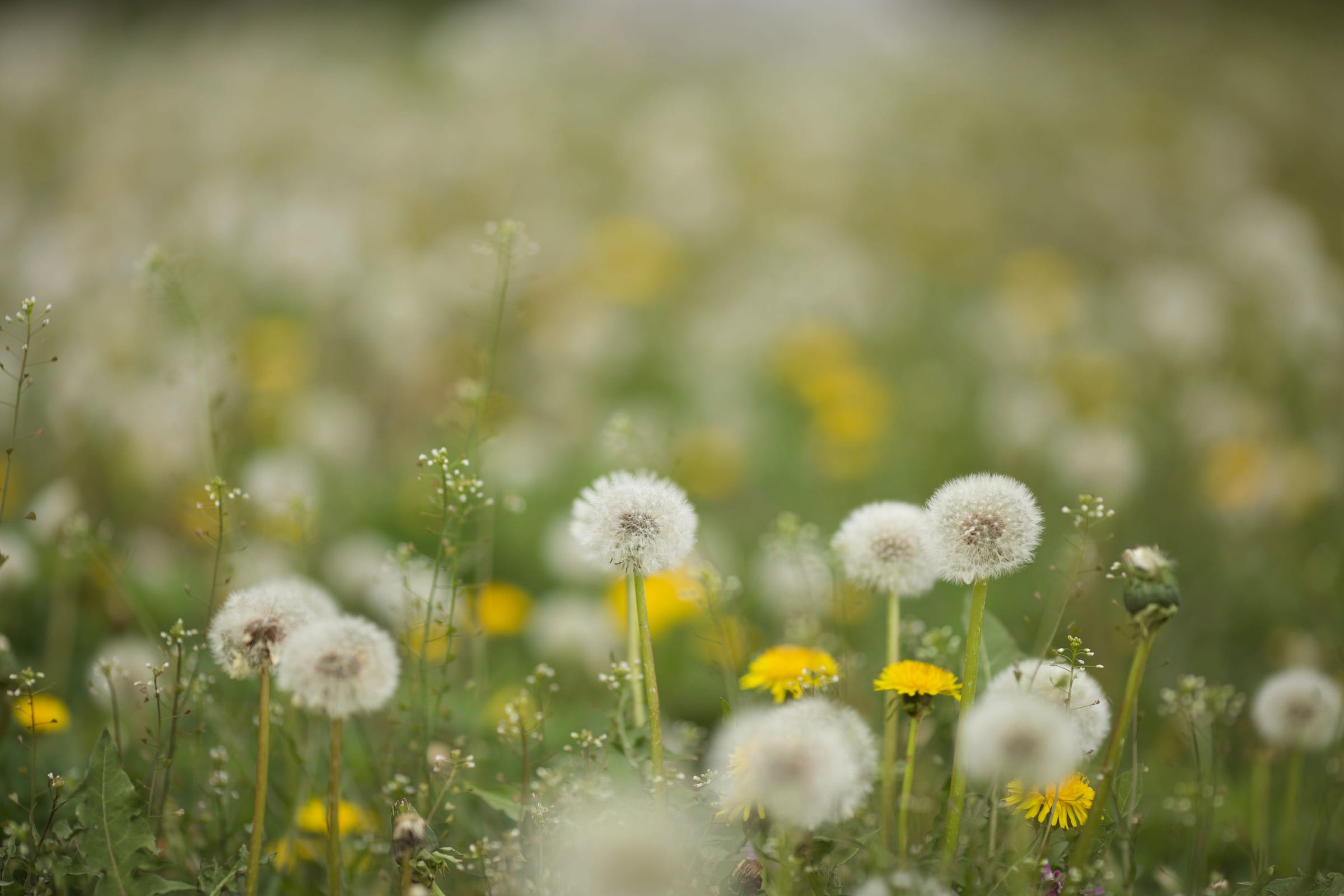 A meadow of dandelion clocks and yellow flowers