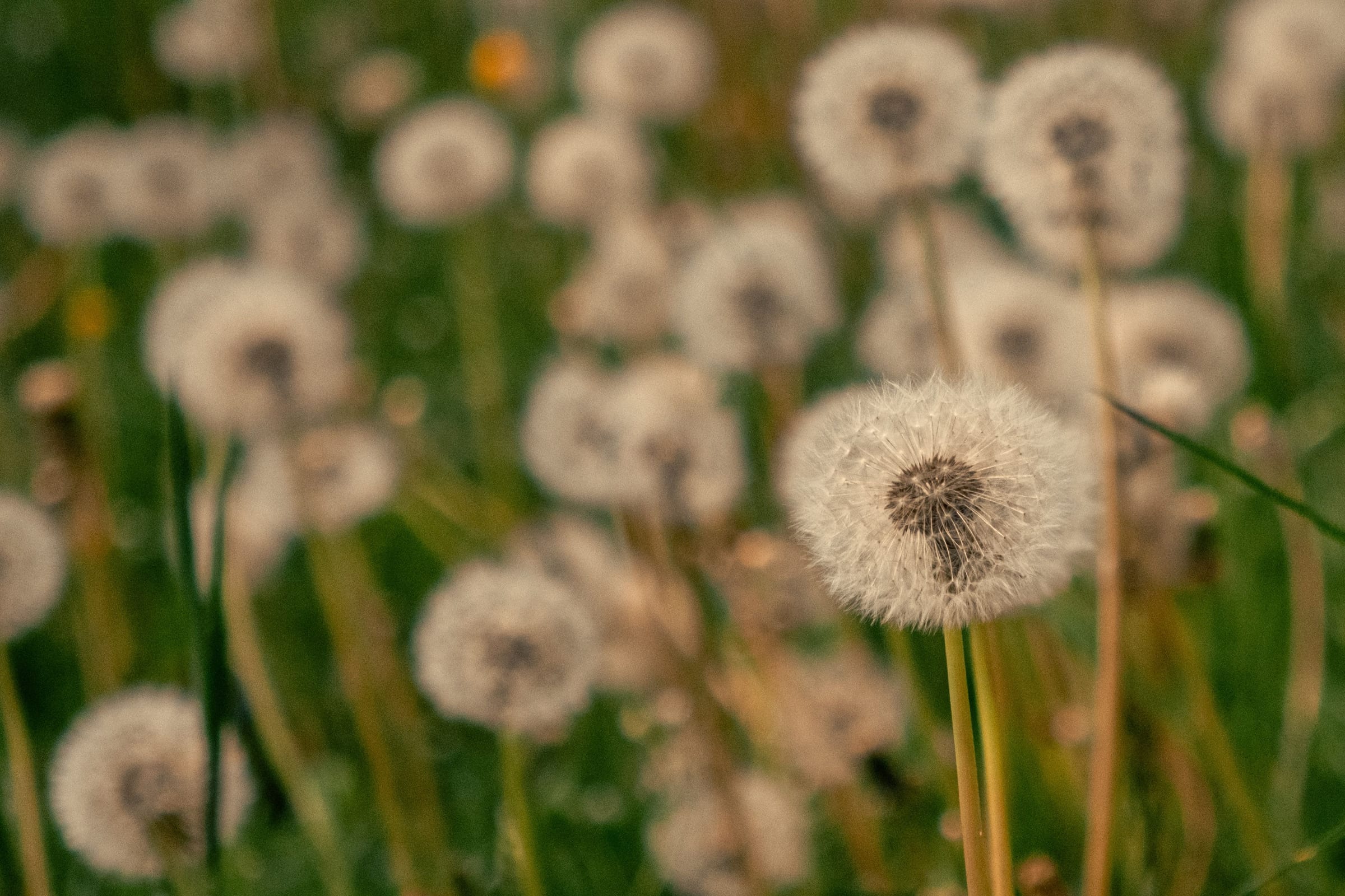A meadow of dandelion clocks, one sharp in front of the rest