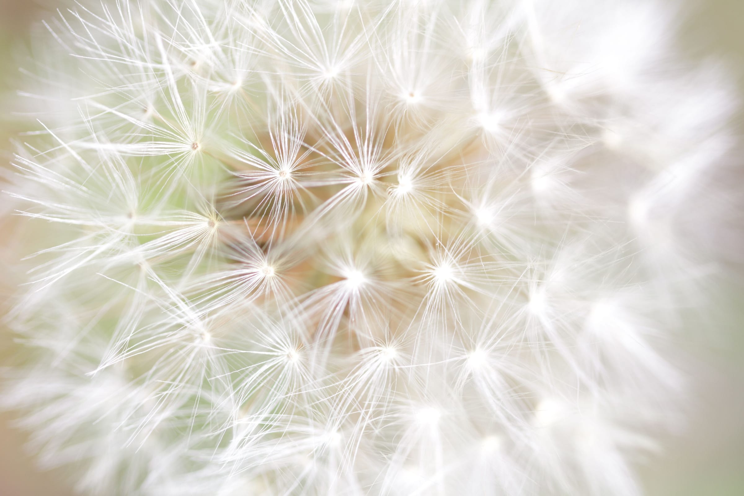 The white seeds of a dandelion clock filling the frame