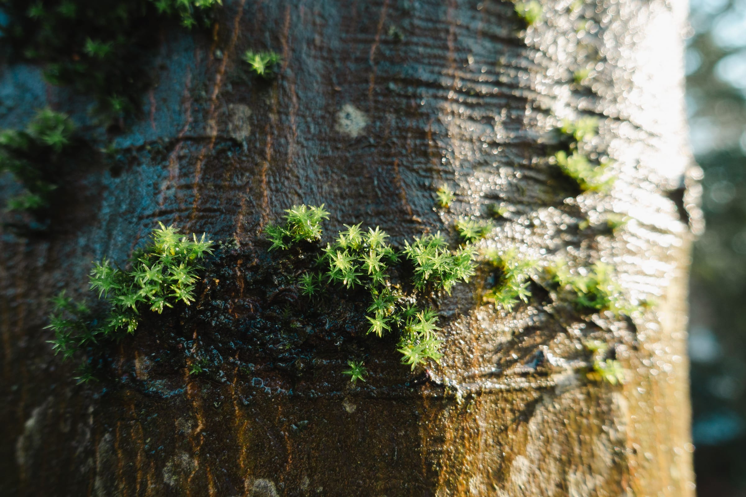 Tufts of moss growing on a smooth tree trunk