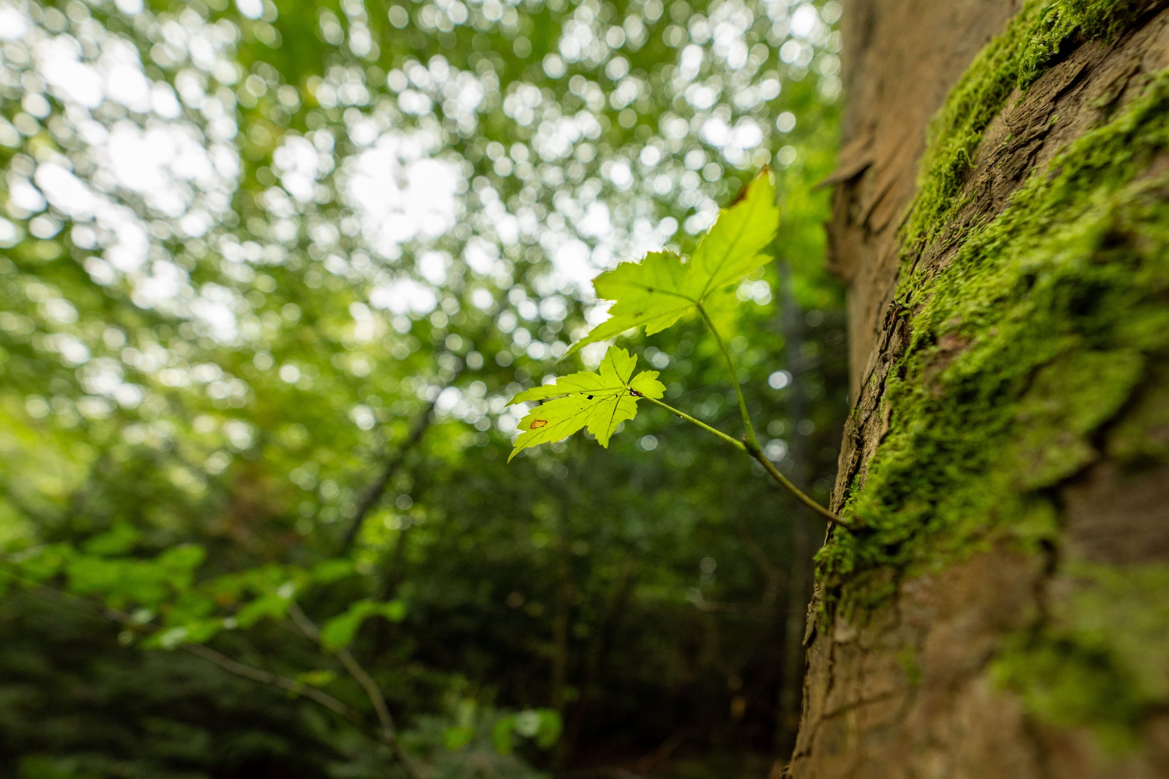 A young maple leaf beside a moss-covered trunk in green light