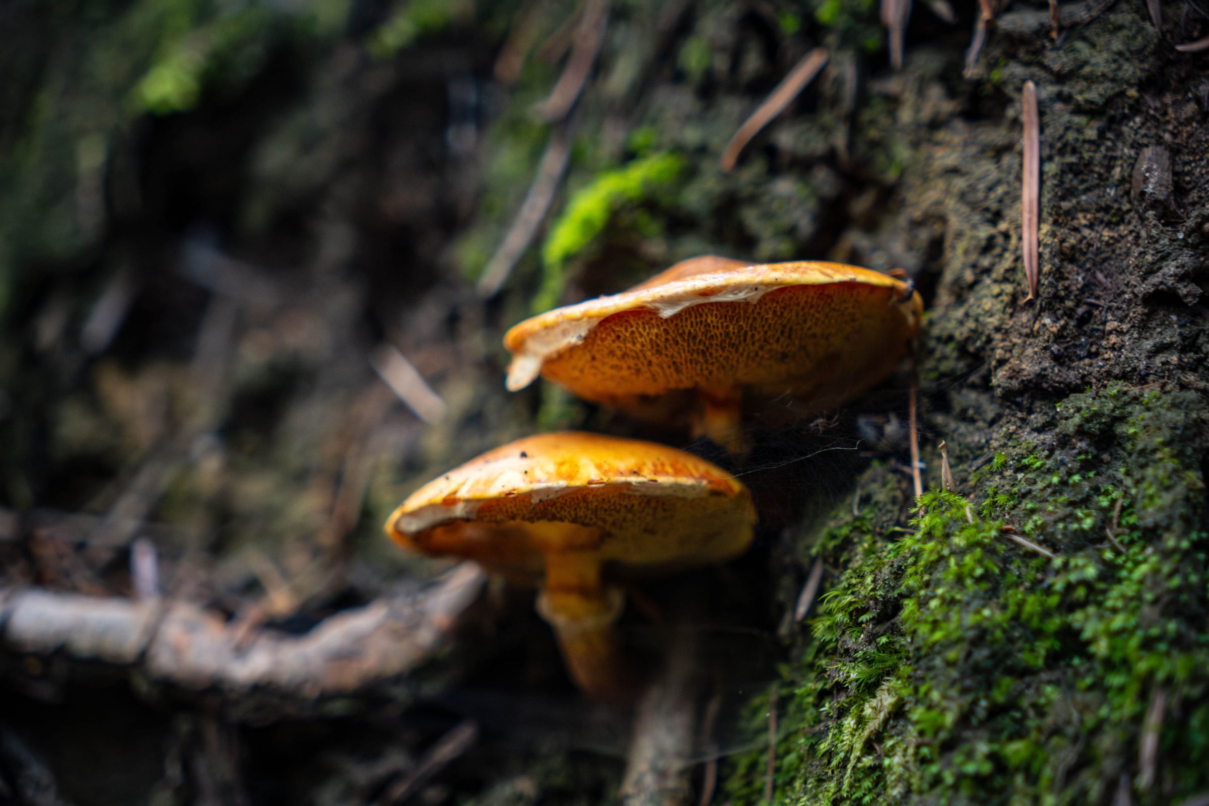 Two orange mushrooms growing from a mossy trunk