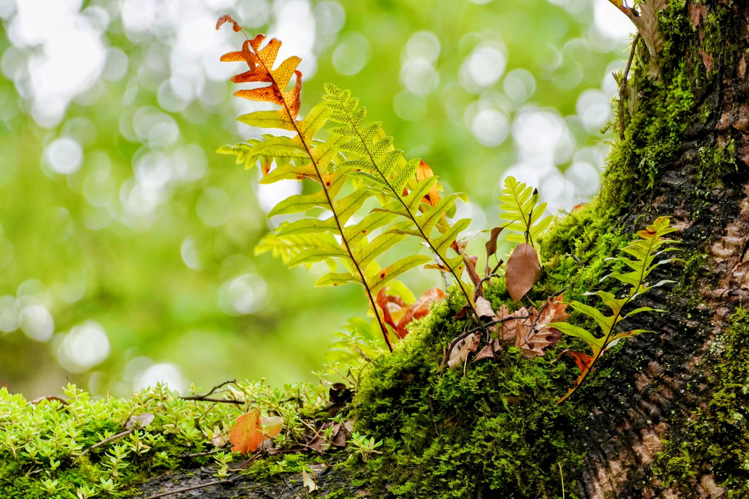 A fern turning orange, growing from moss at the foot of a tree
