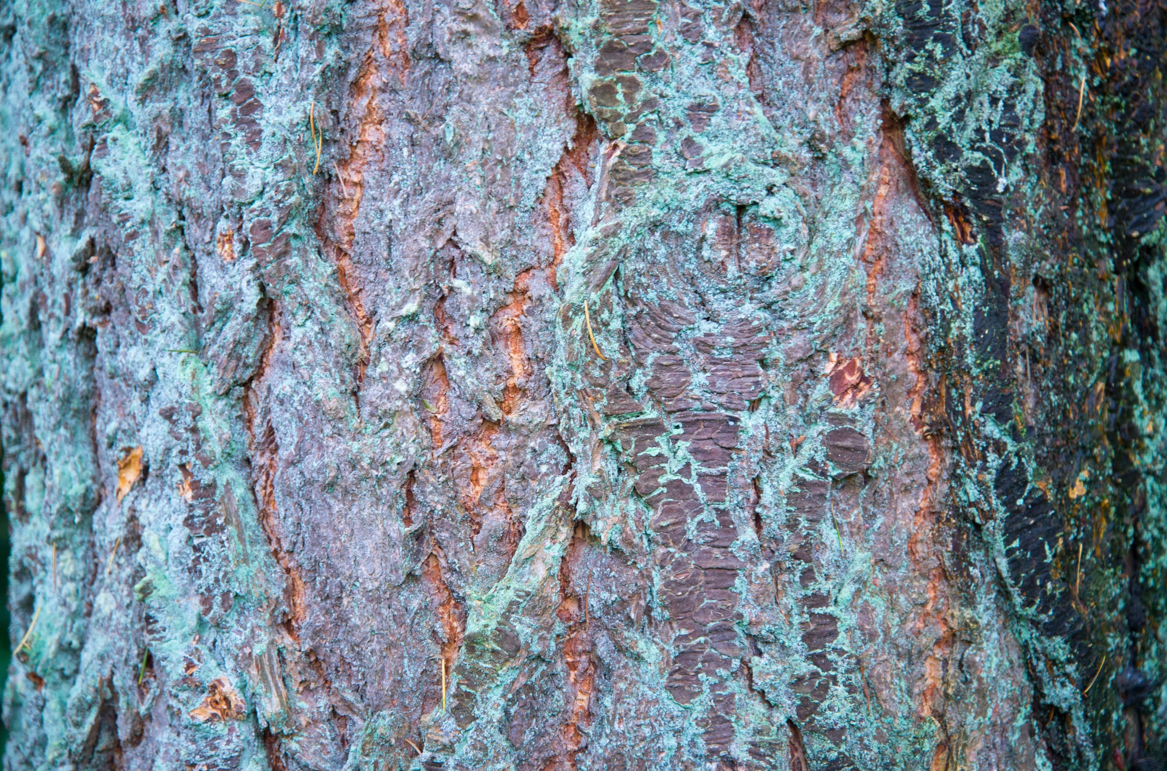 Rough bark streaked with lichen and red-brown, close up