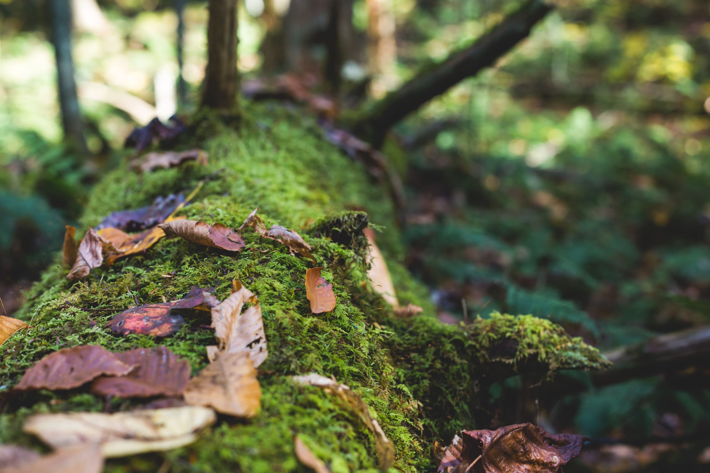 A moss-covered log scattered with fallen leaves