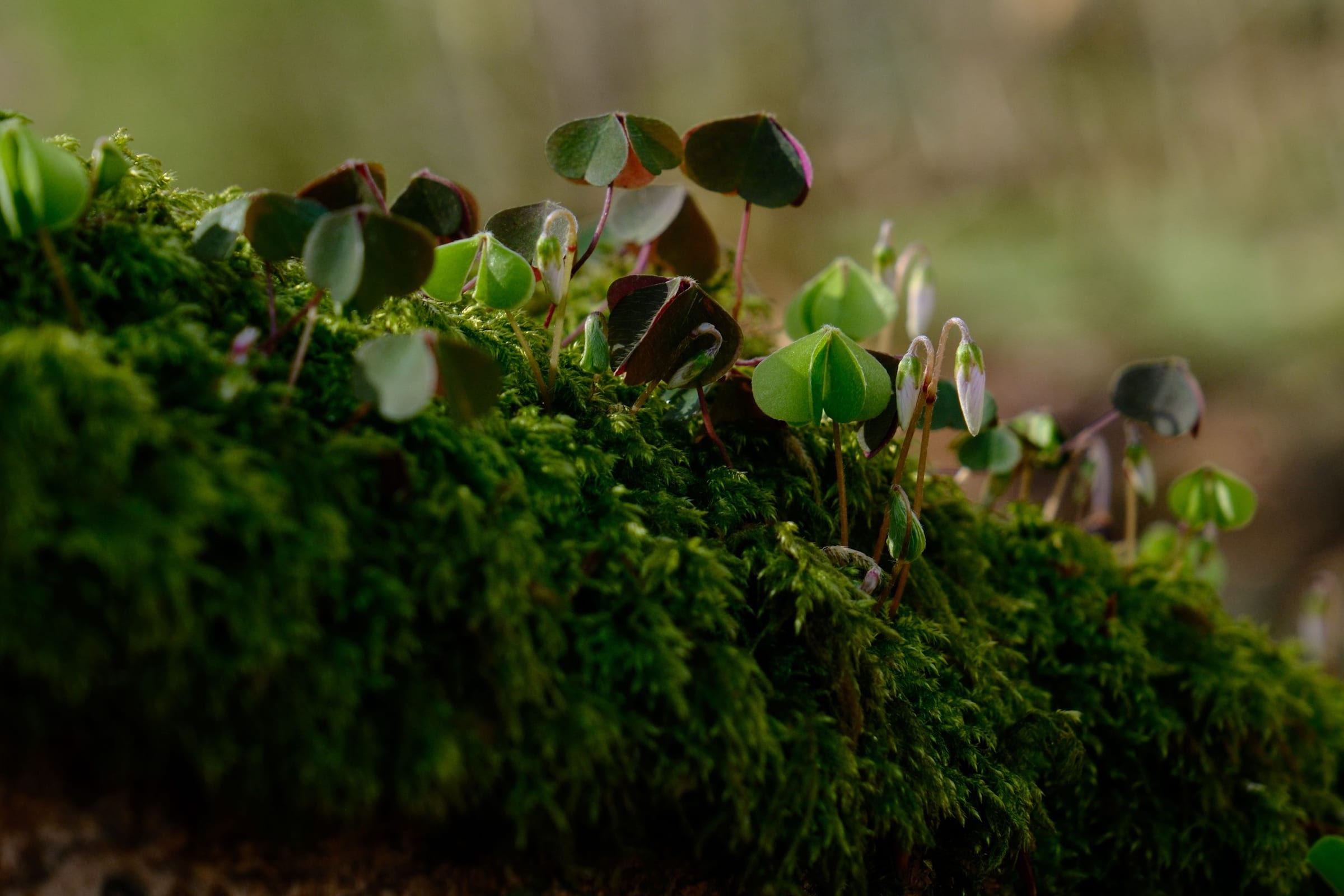 Small wood sorrel leaves on a bank of moss