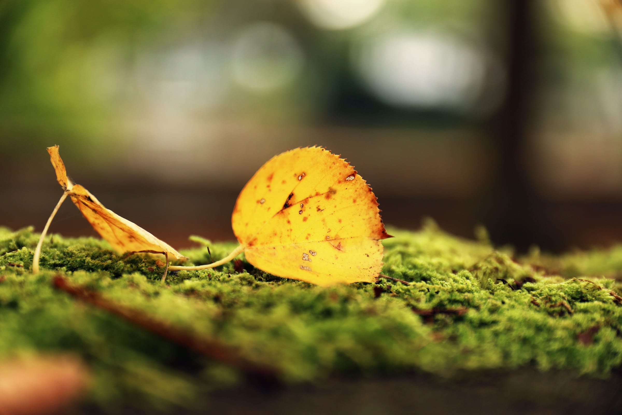 A yellow leaf resting on moss in a dim forest