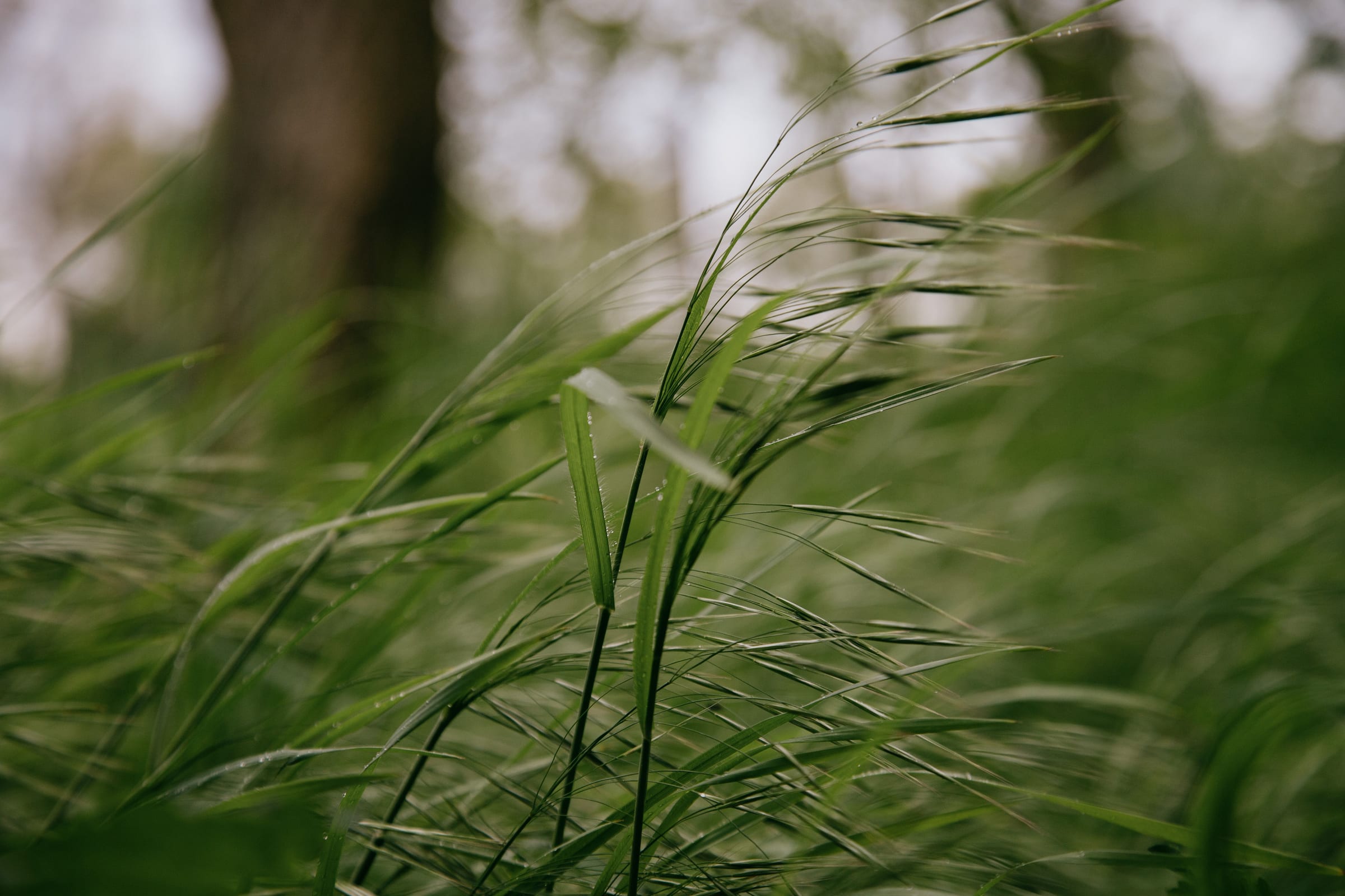 Long grass bending in a soft green field
