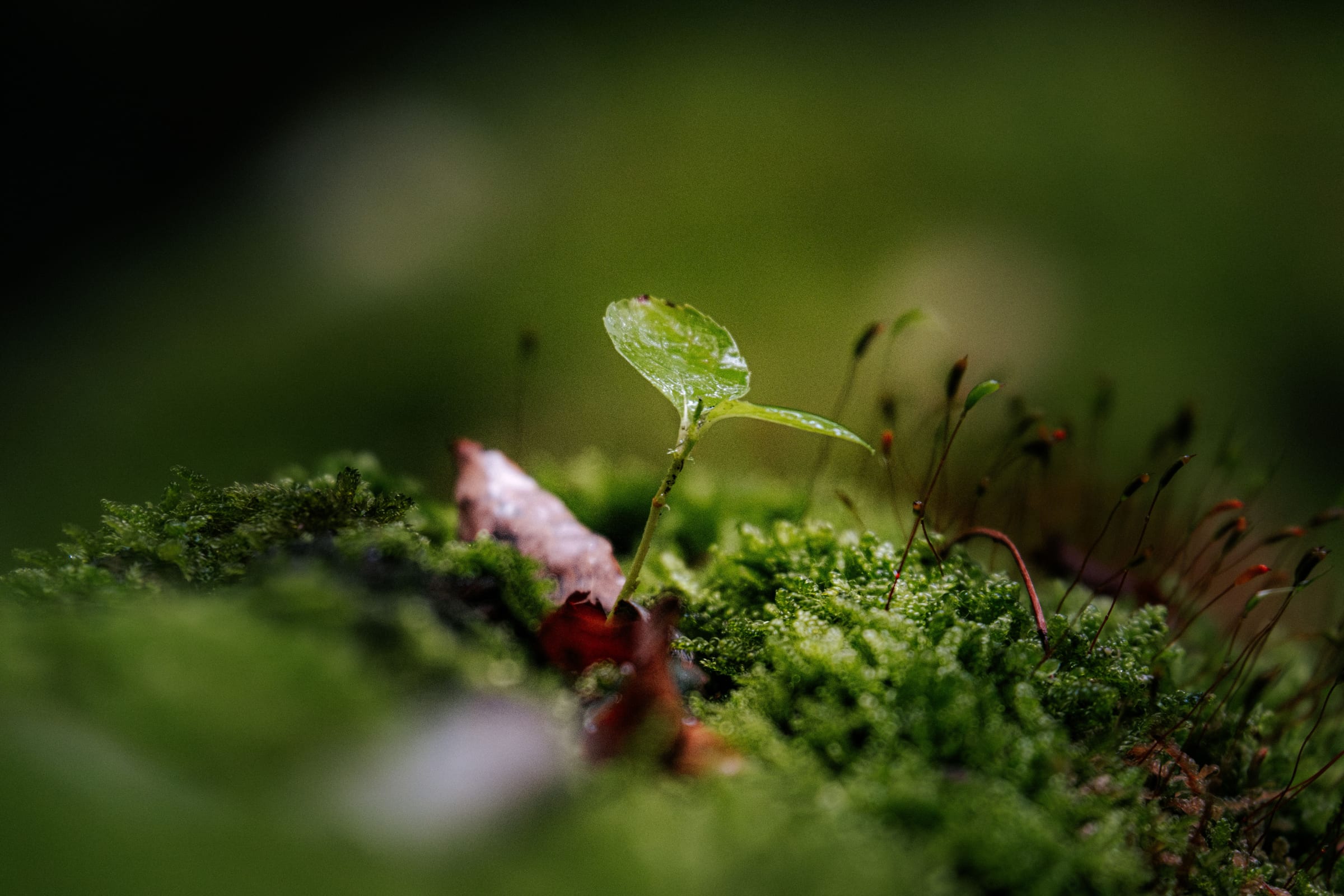 A seedling with two small leaves rising from moss