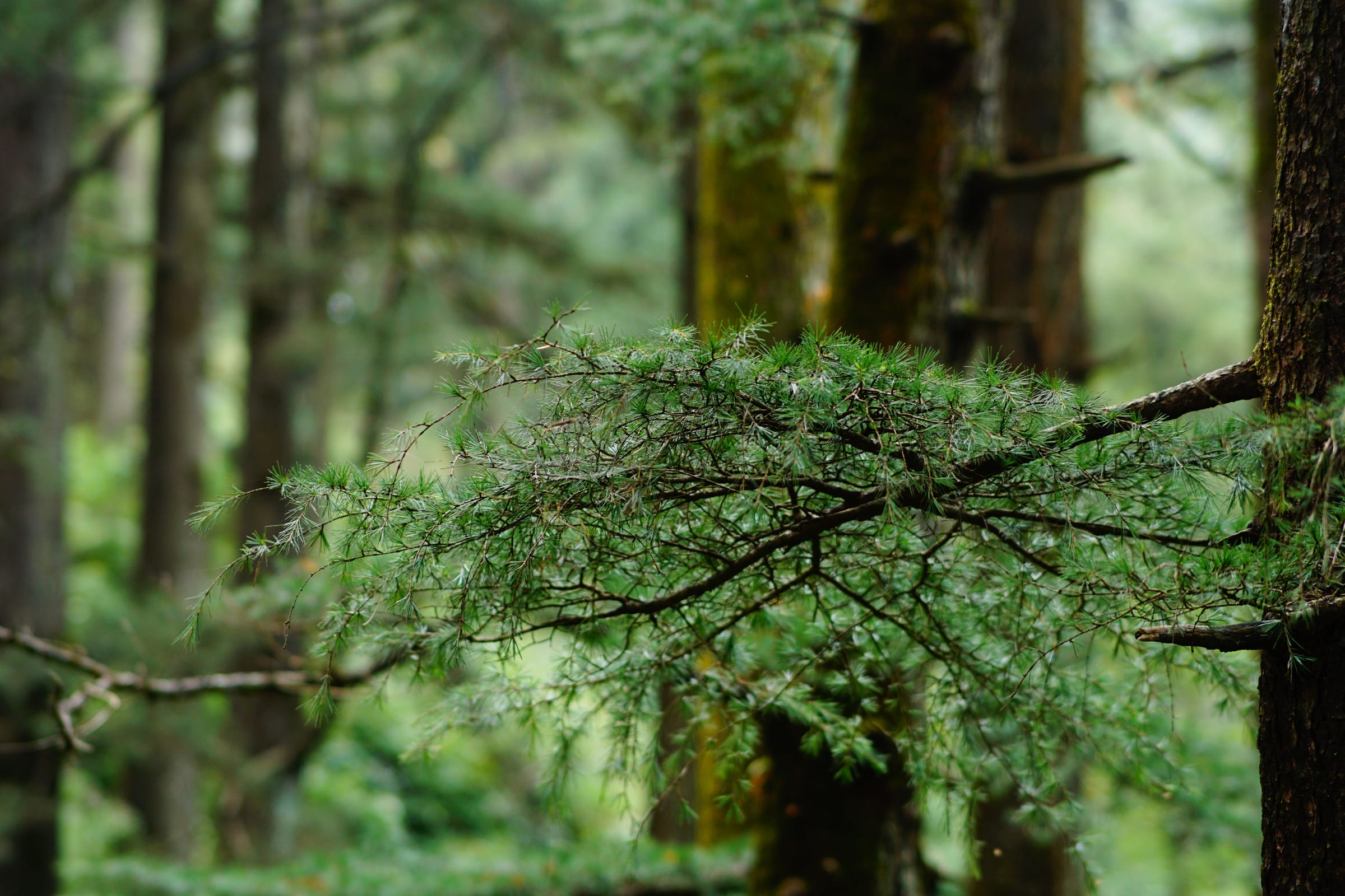 A fir branch reaching across a dense green forest