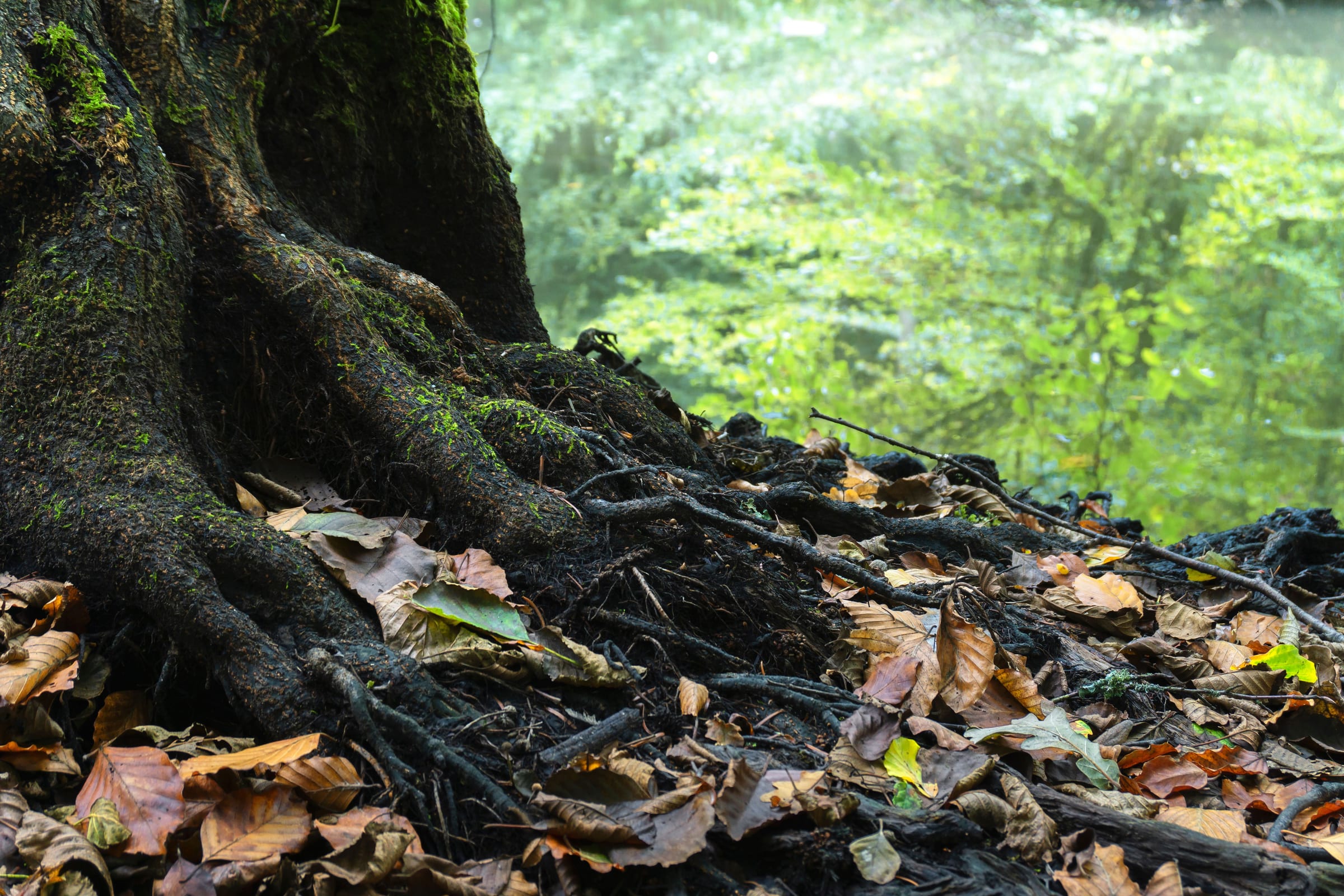 Tree roots spreading across fallen leaves on the forest floor