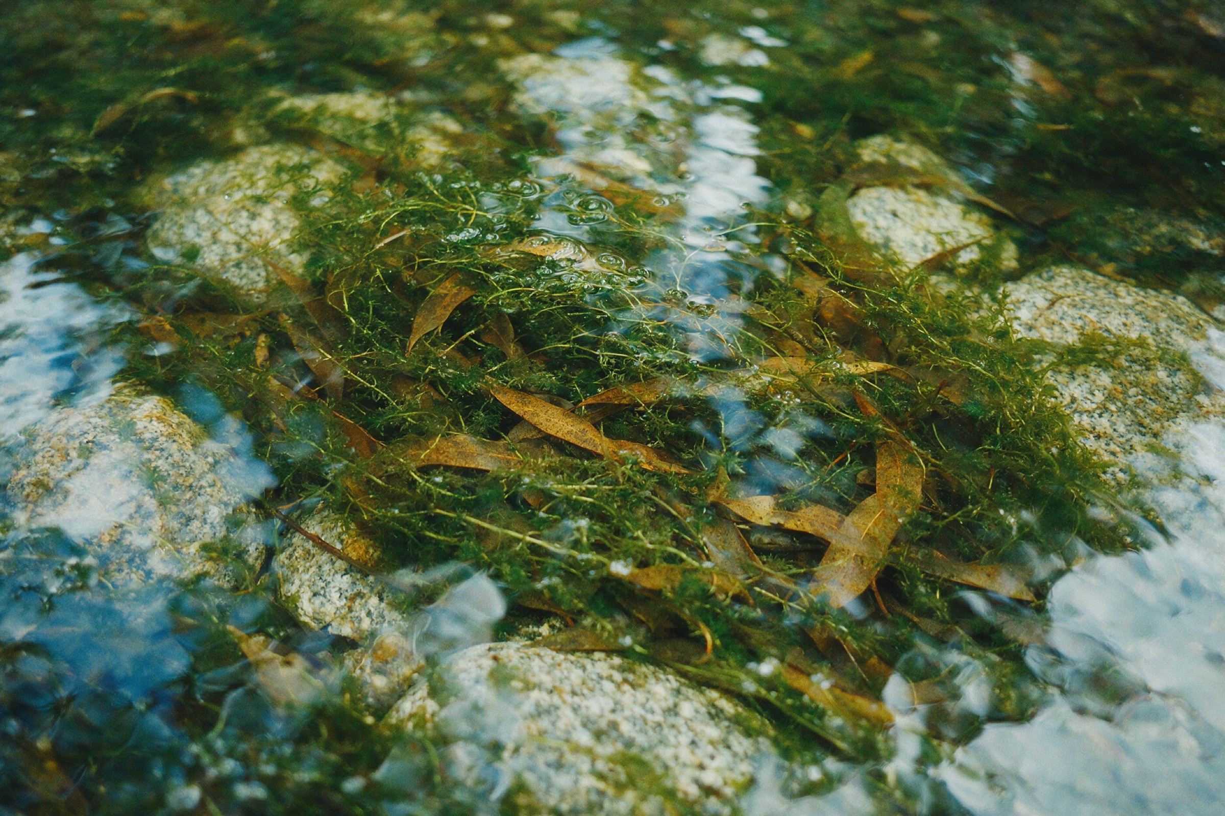 Looking straight down into a shallow creek pool, green weed and drowned leaves over pale granite