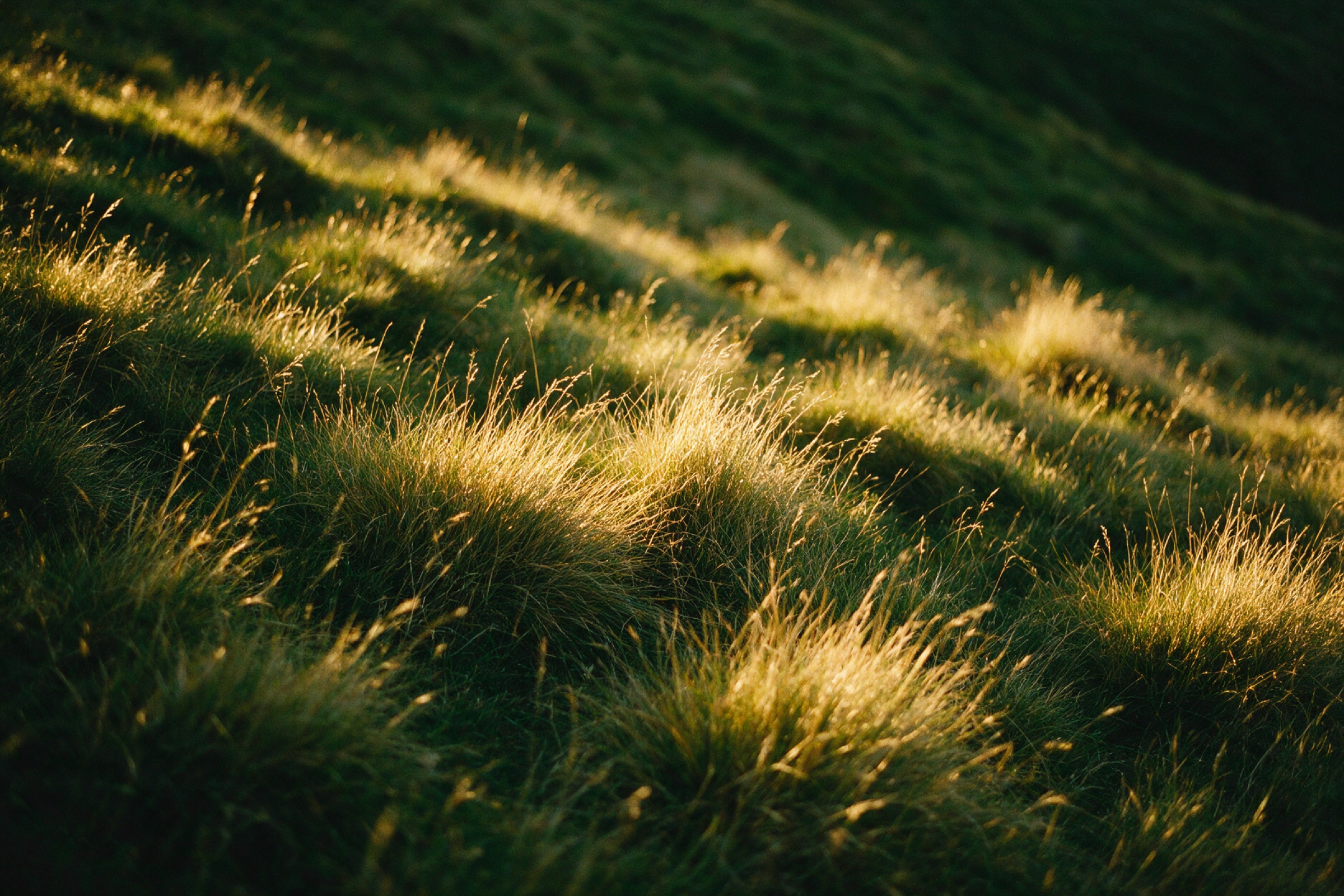Low sun raking across dry grass tussocks on a slope, the tips gold against deep green