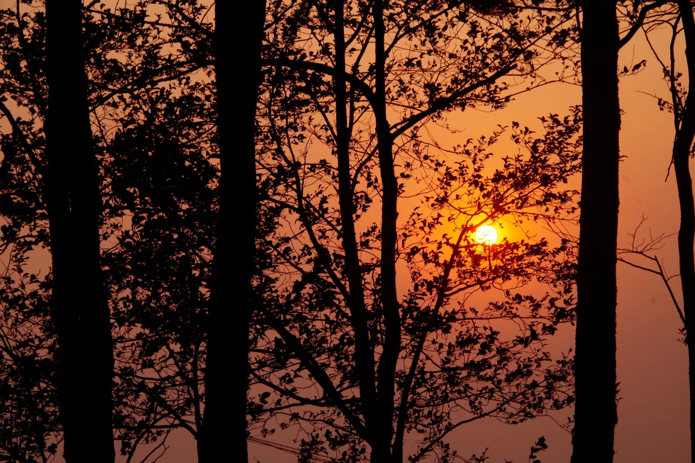 The sun setting red behind silhouetted trees