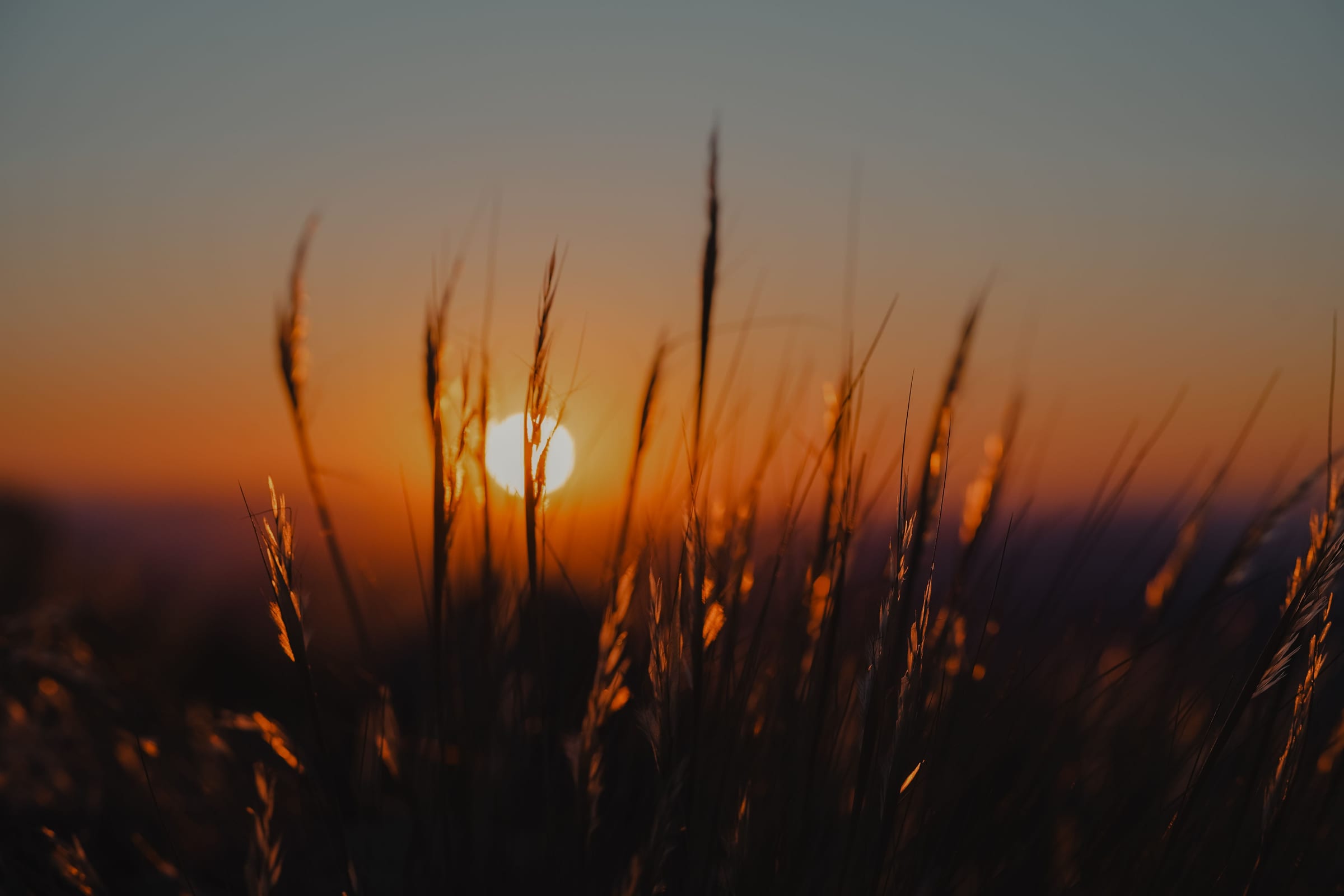 Grasses silhouetted against a low orange sun at dusk