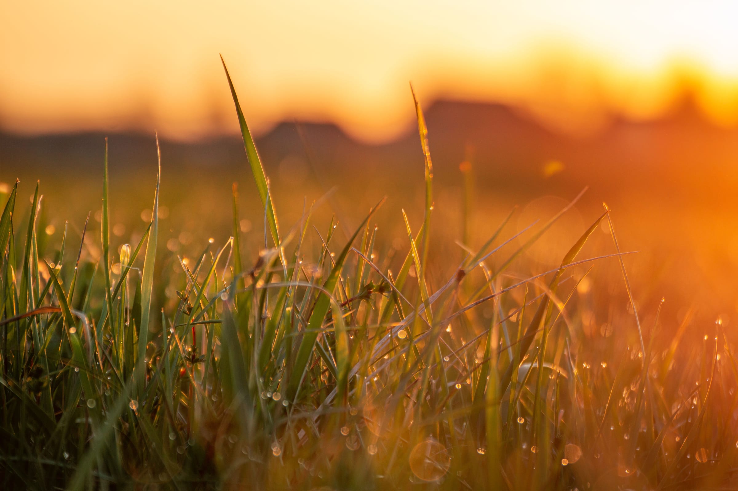 Dewy grass glowing in front of a sunset field