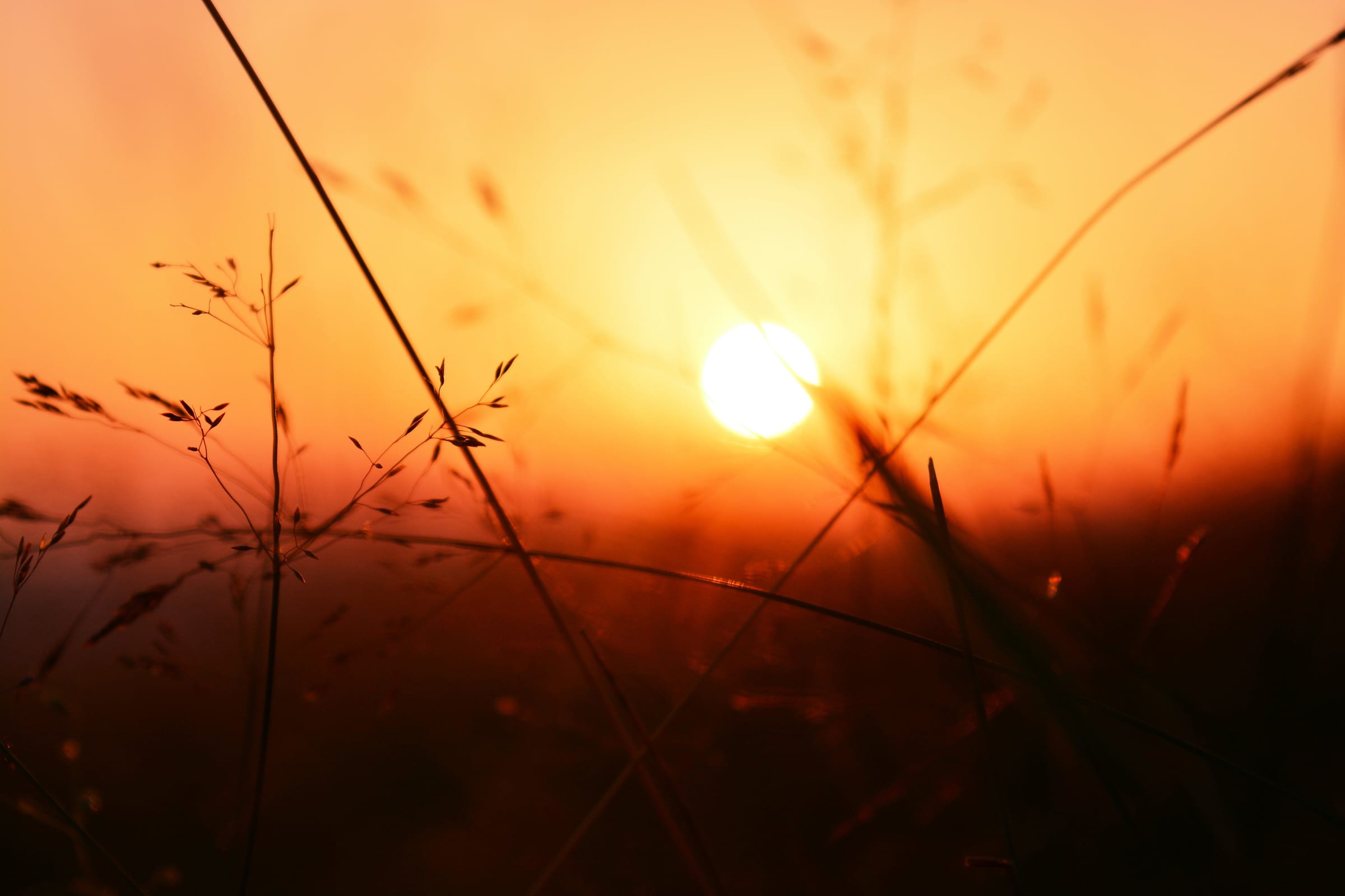 Thin grass stems silhouetted against the setting sun