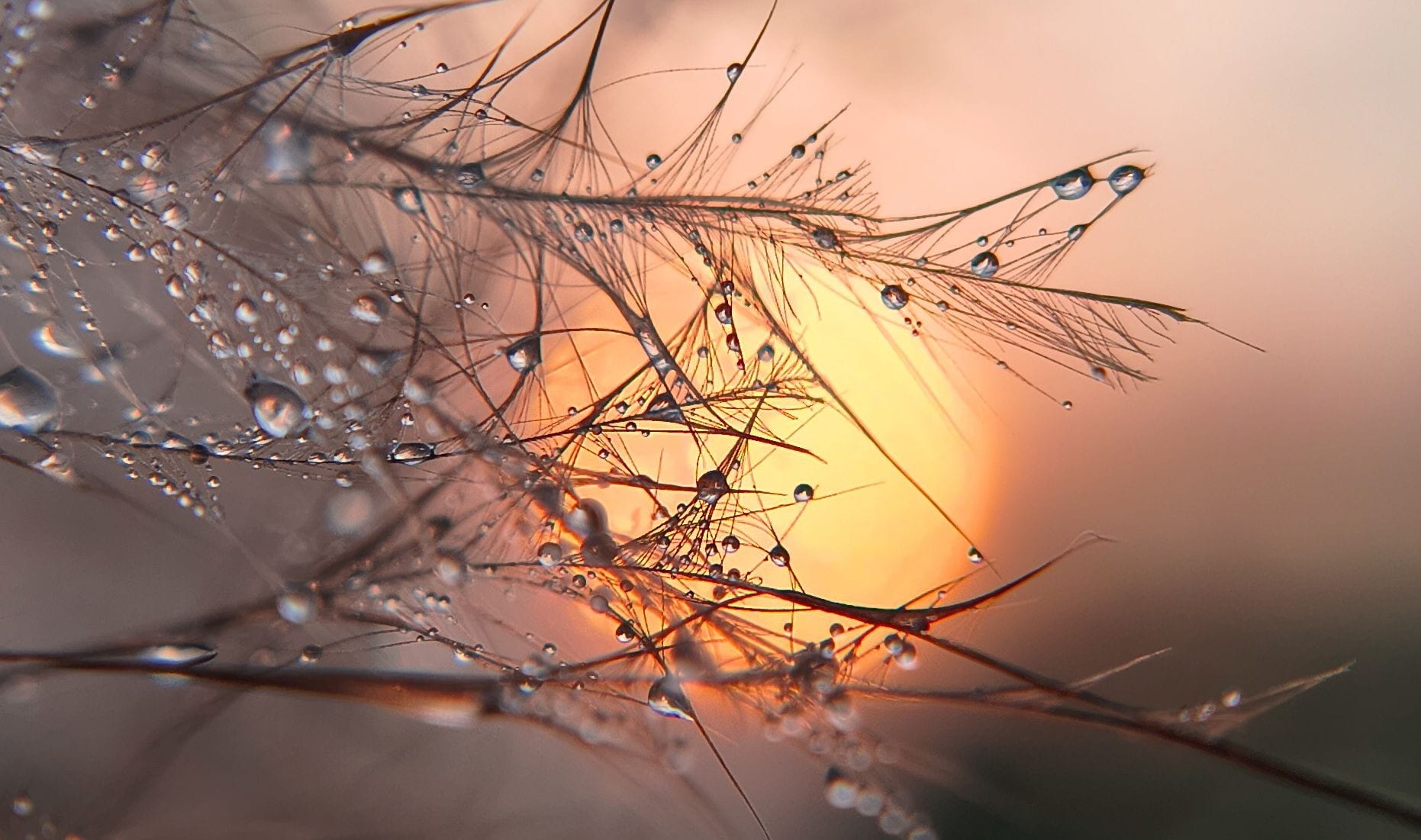 A feathery grass head beaded with droplets against a low sun