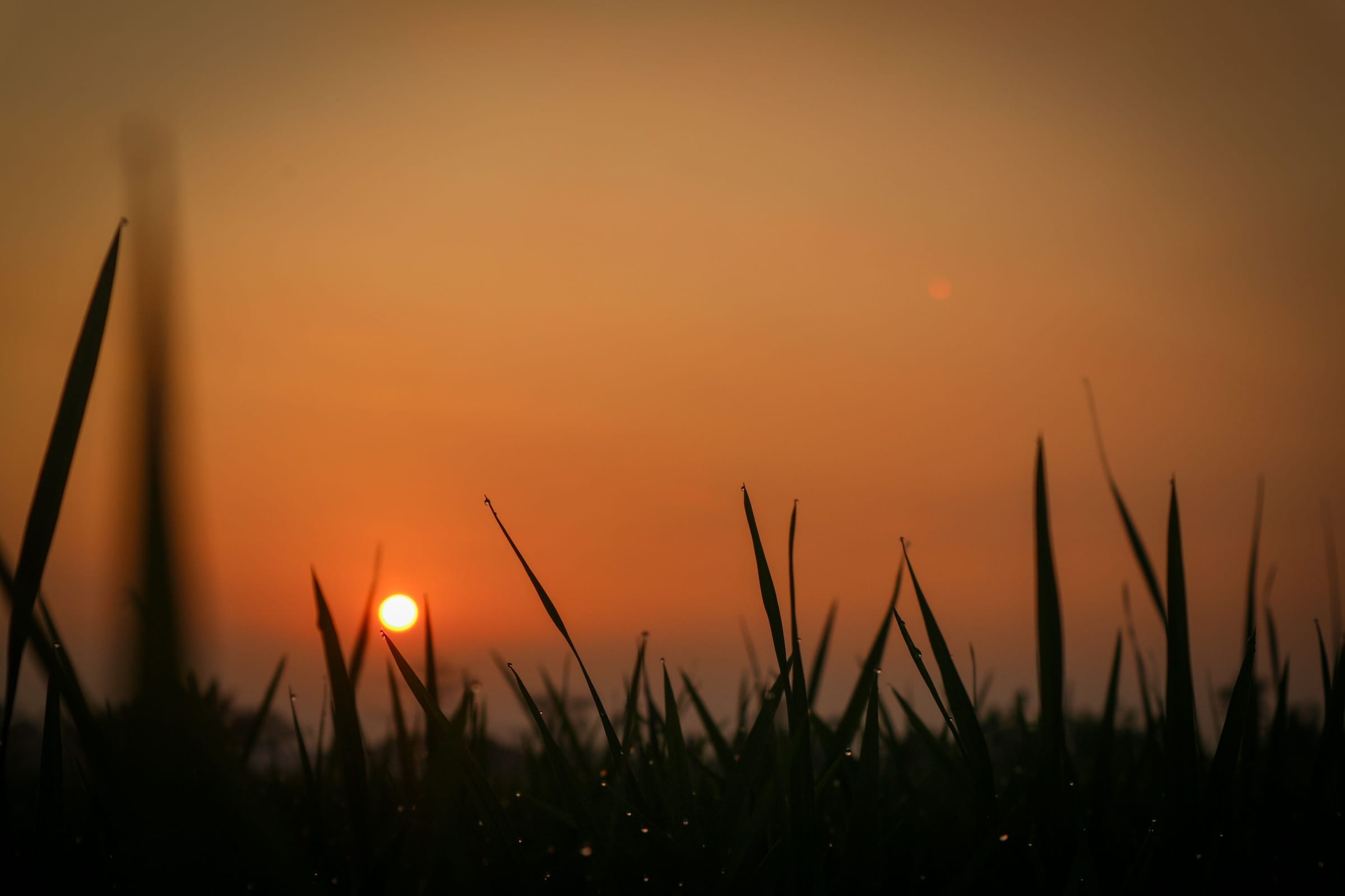 Grass blades silhouetted against an orange sky, the sun low