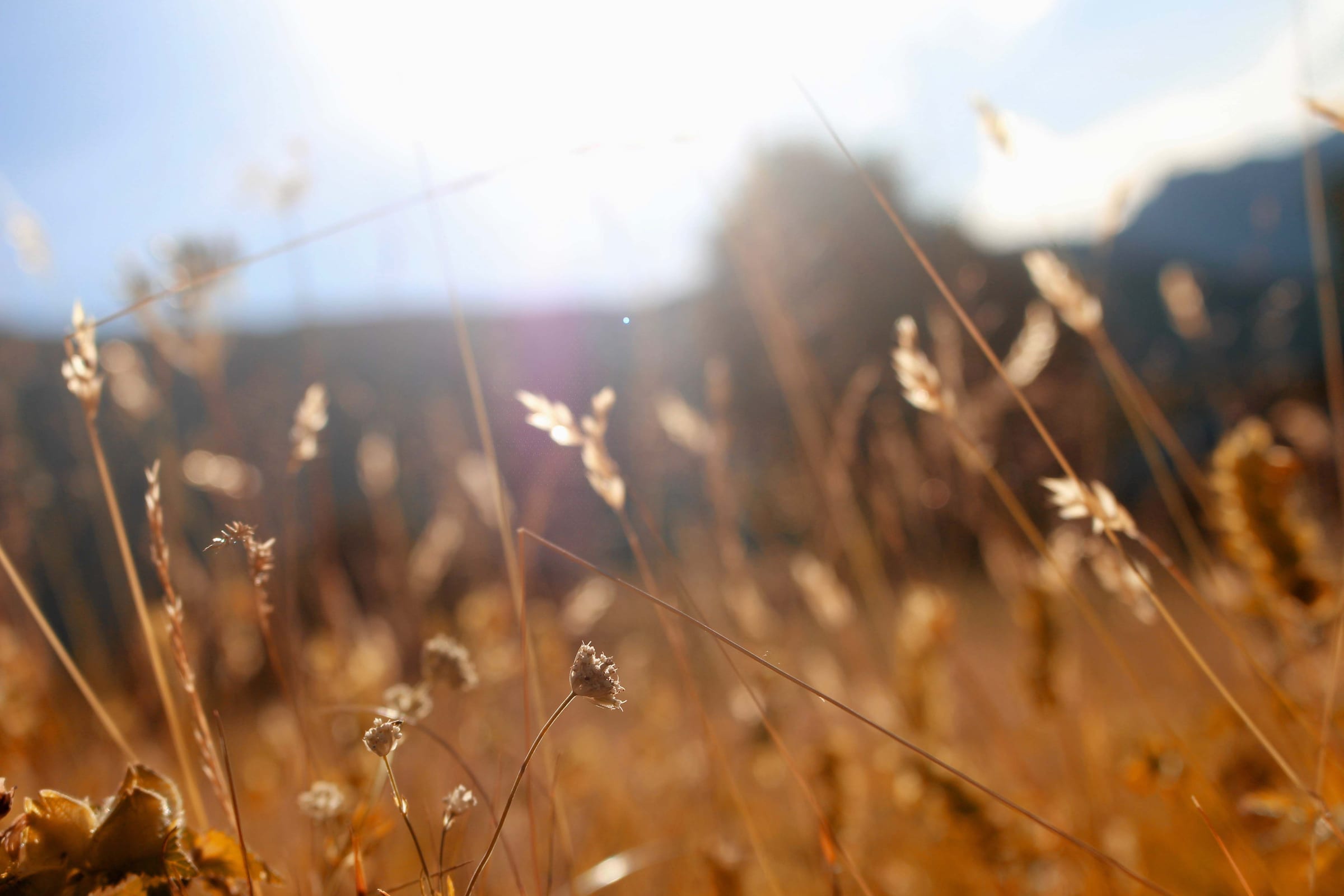 Dry grass and seed heads in sunlight under a blue sky
