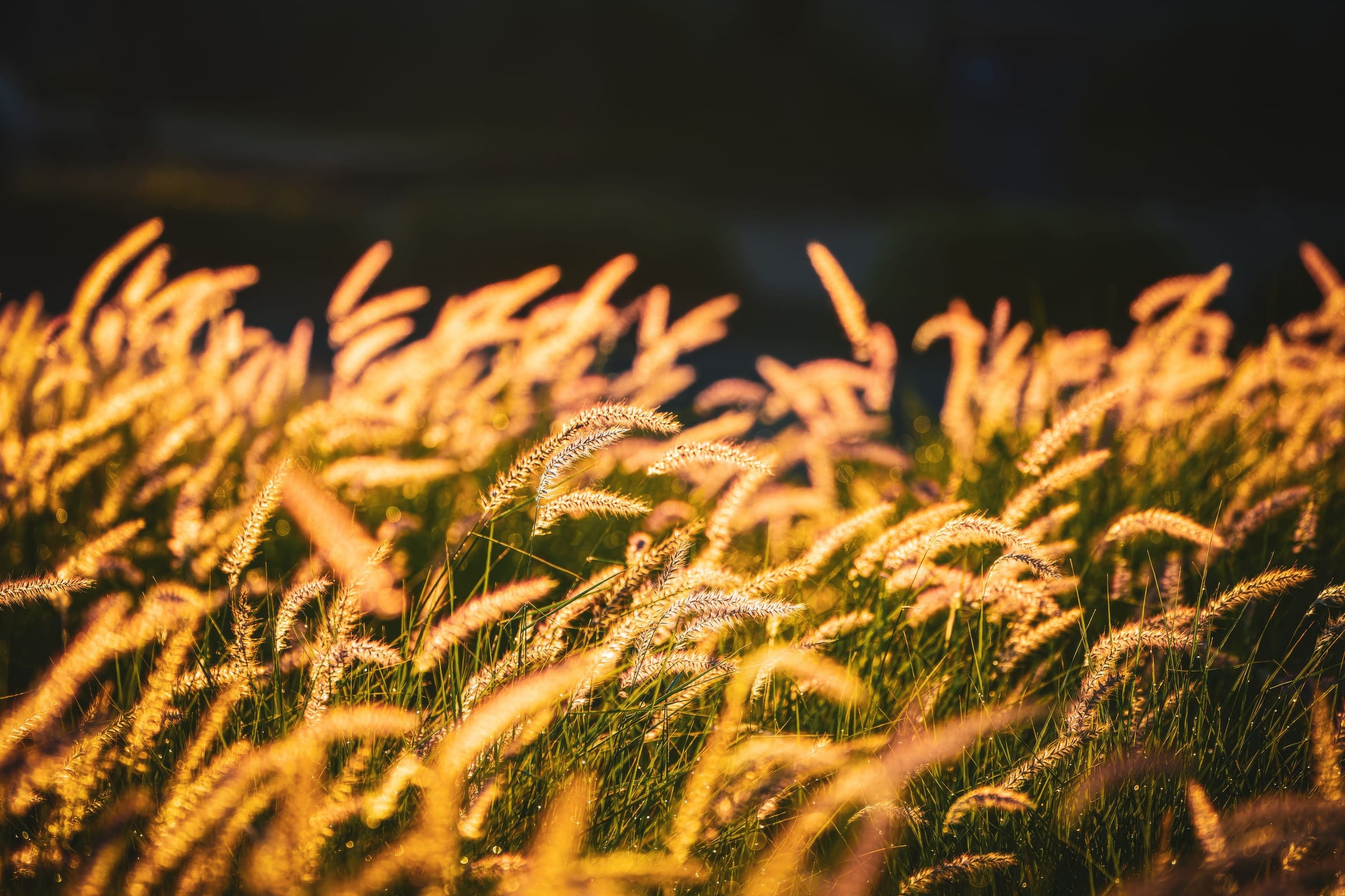 Feathery grass heads lit gold against a dark field