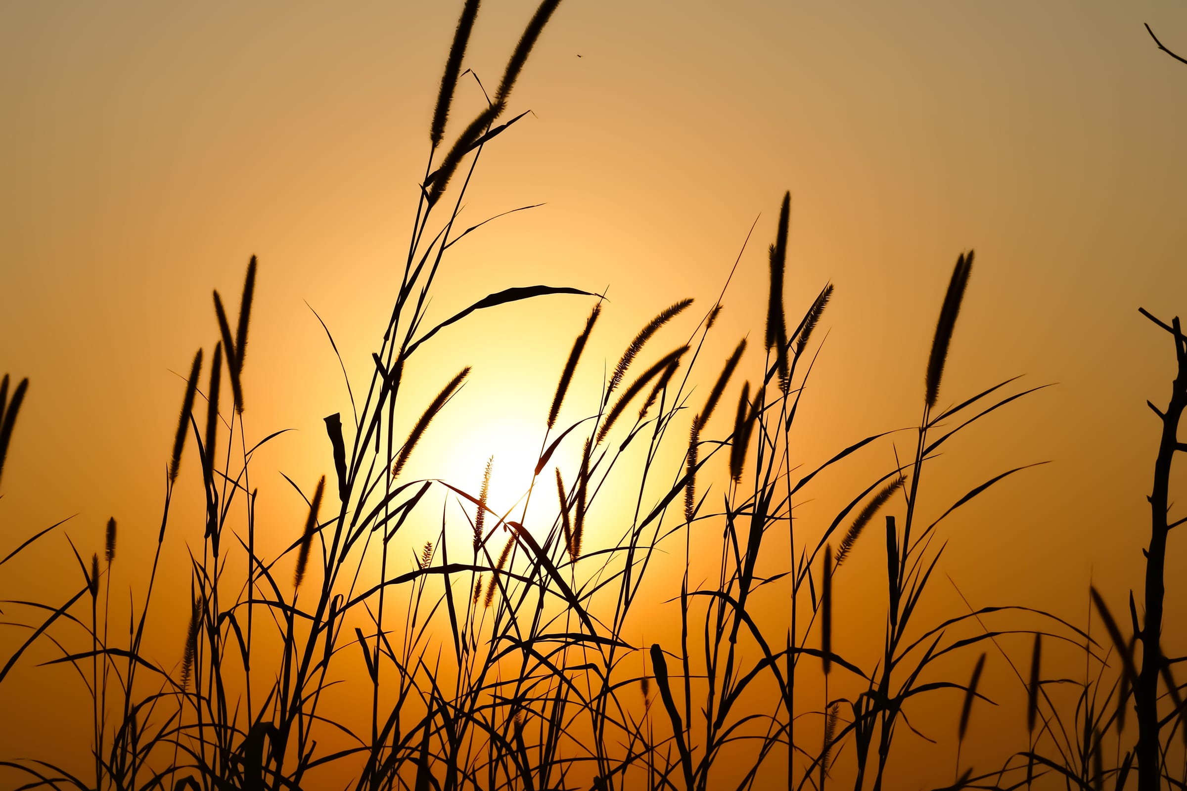 The sun glowing through tall grass stems at sunset