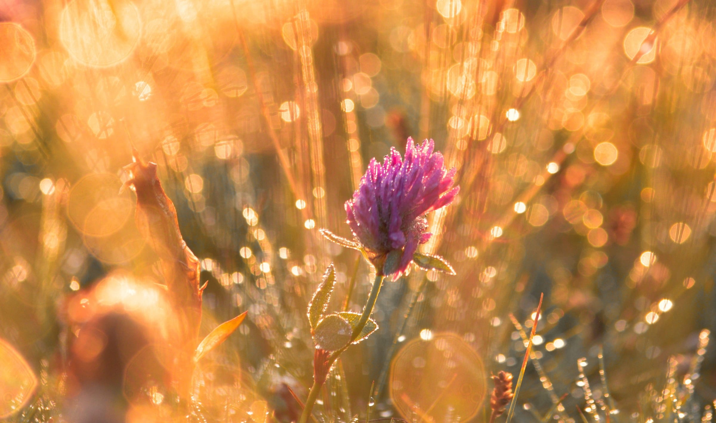 A clover flower glowing in dewy grass at sunrise