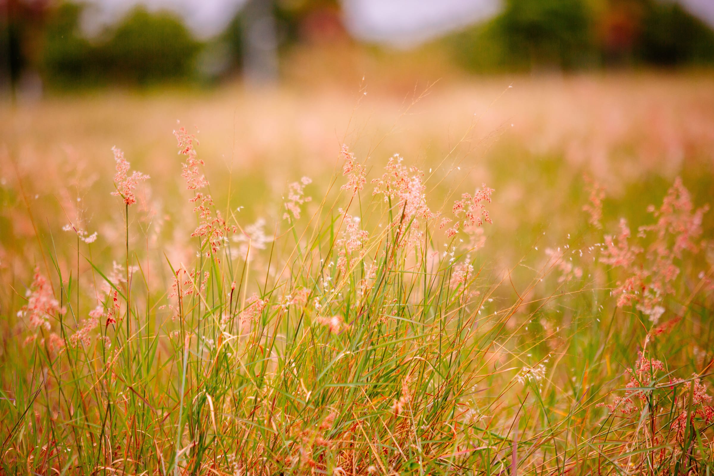 Pink-tinged meadow grass in warm afternoon light