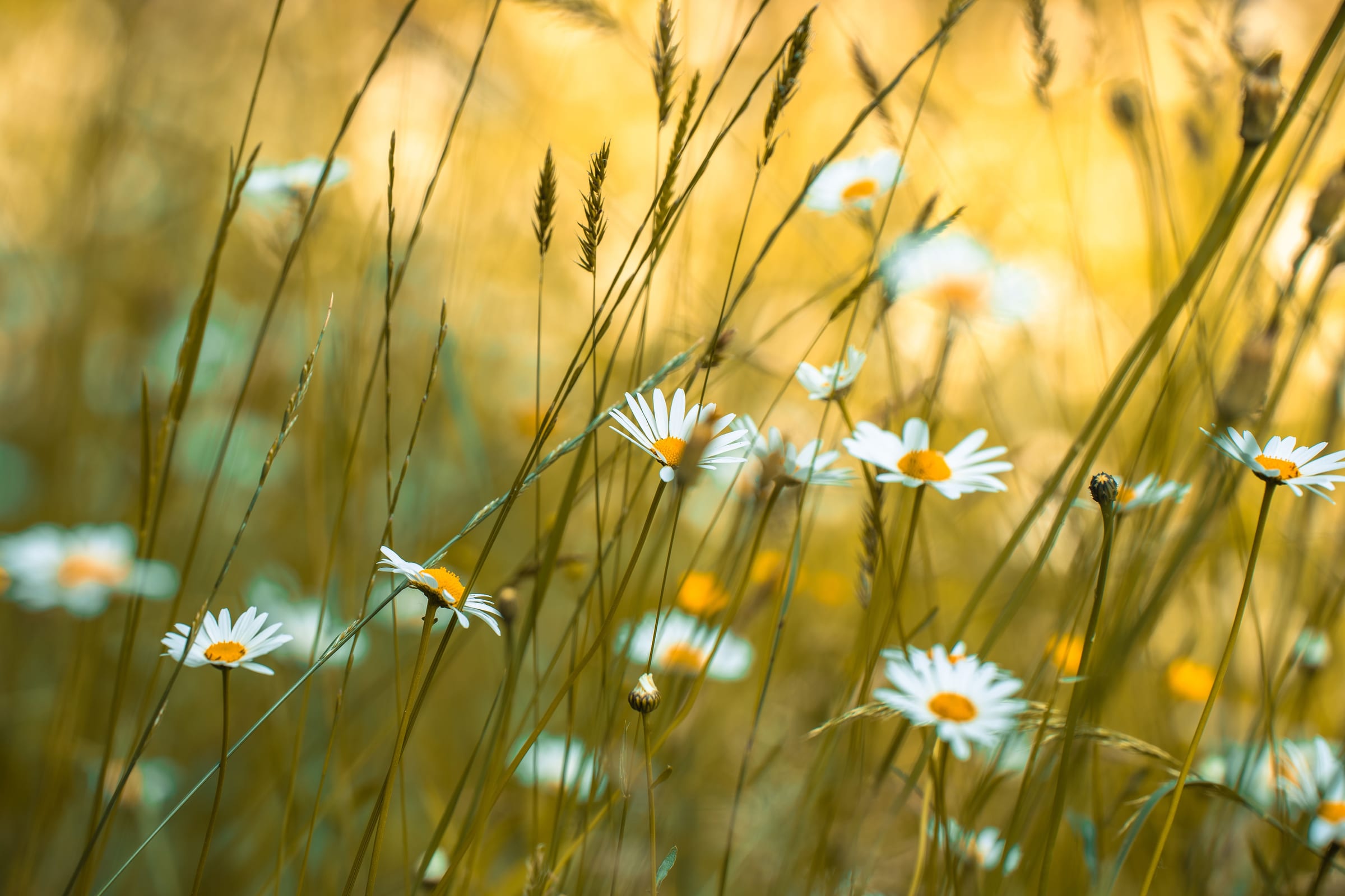 Oxeye daisies among tall golden grass