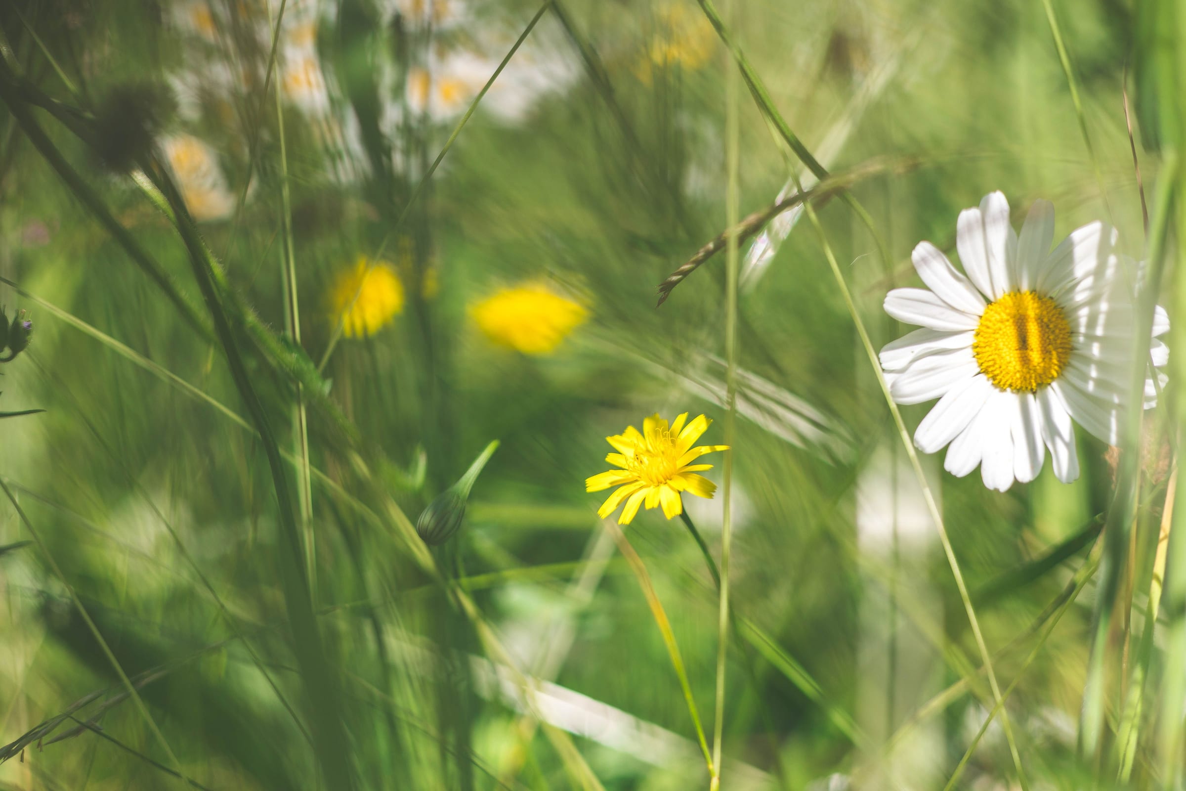 A white daisy and small yellow flowers in green grass