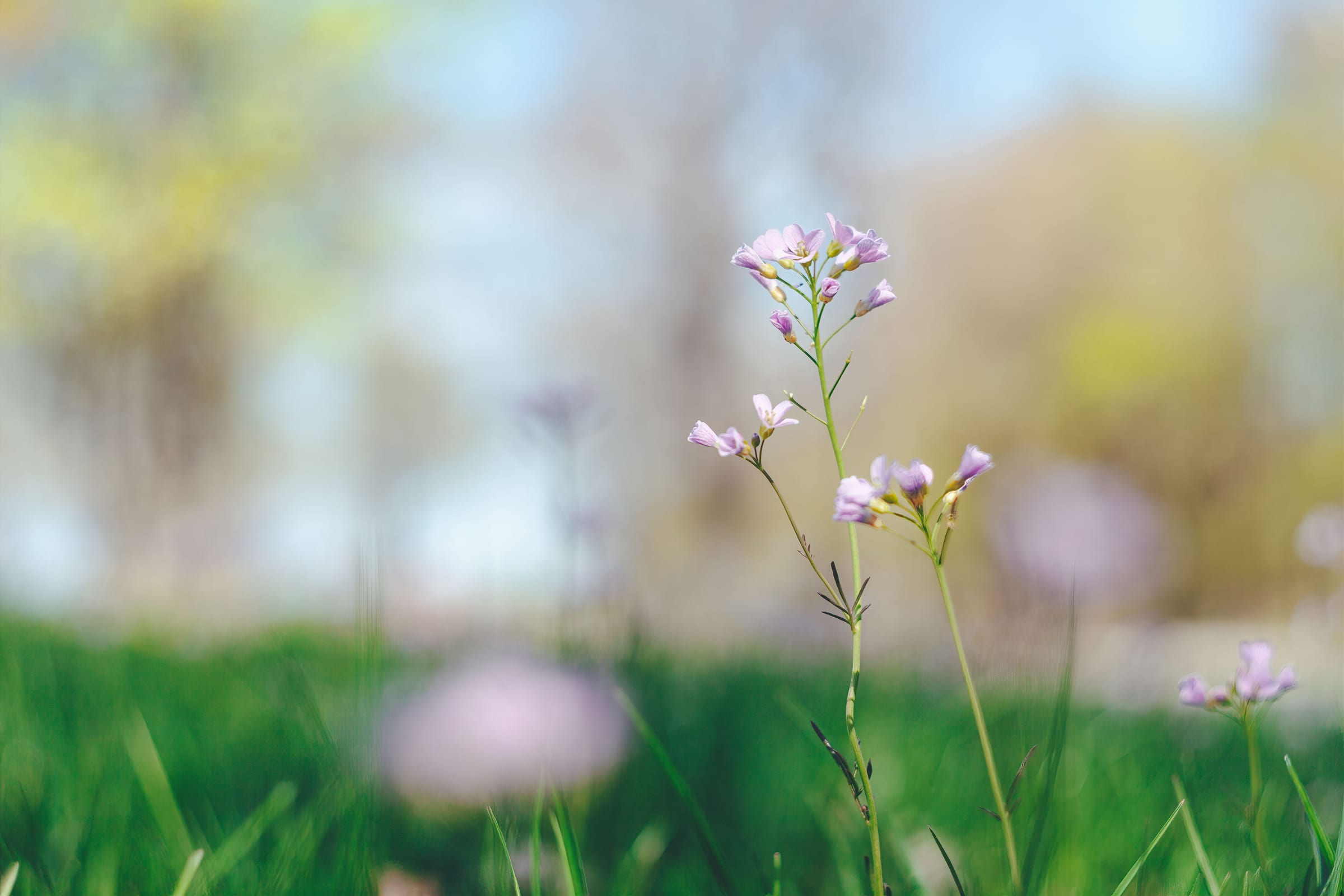 Lilac wildflowers on tall stems in a green meadow
