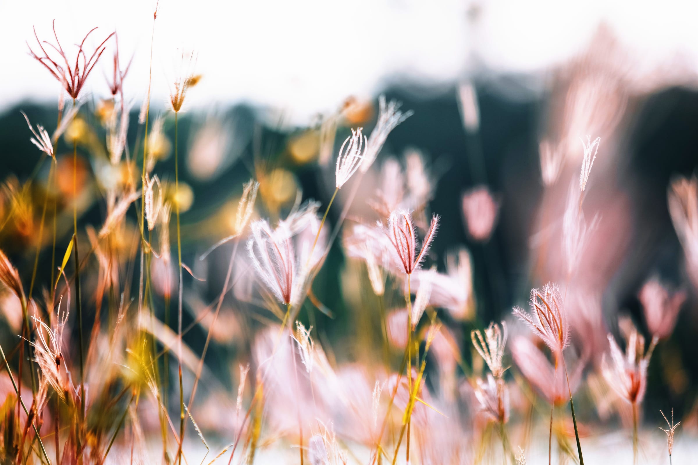 Pale pink wildflowers in front of a dark treeline
