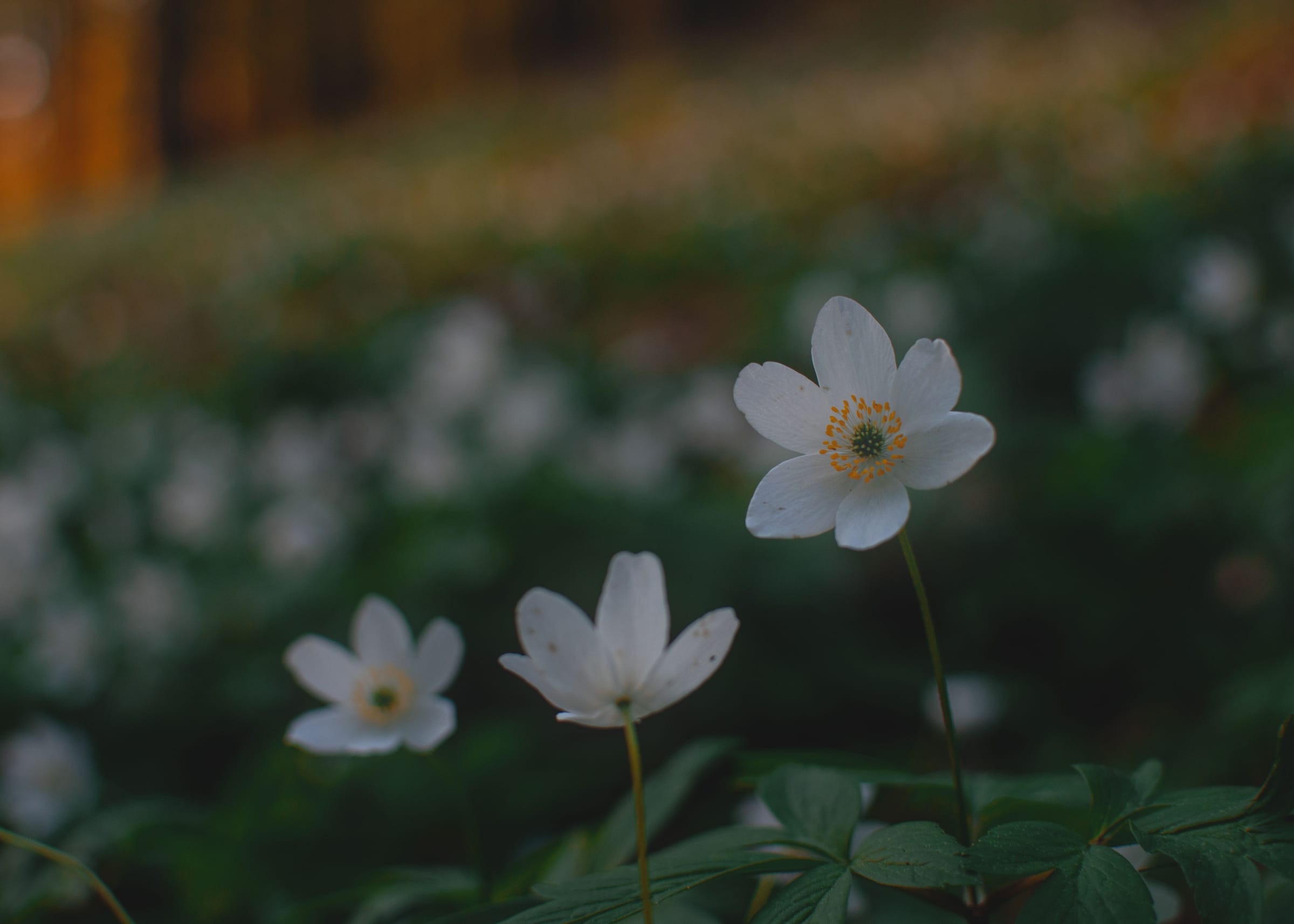 White wood anemones on a dark forest floor