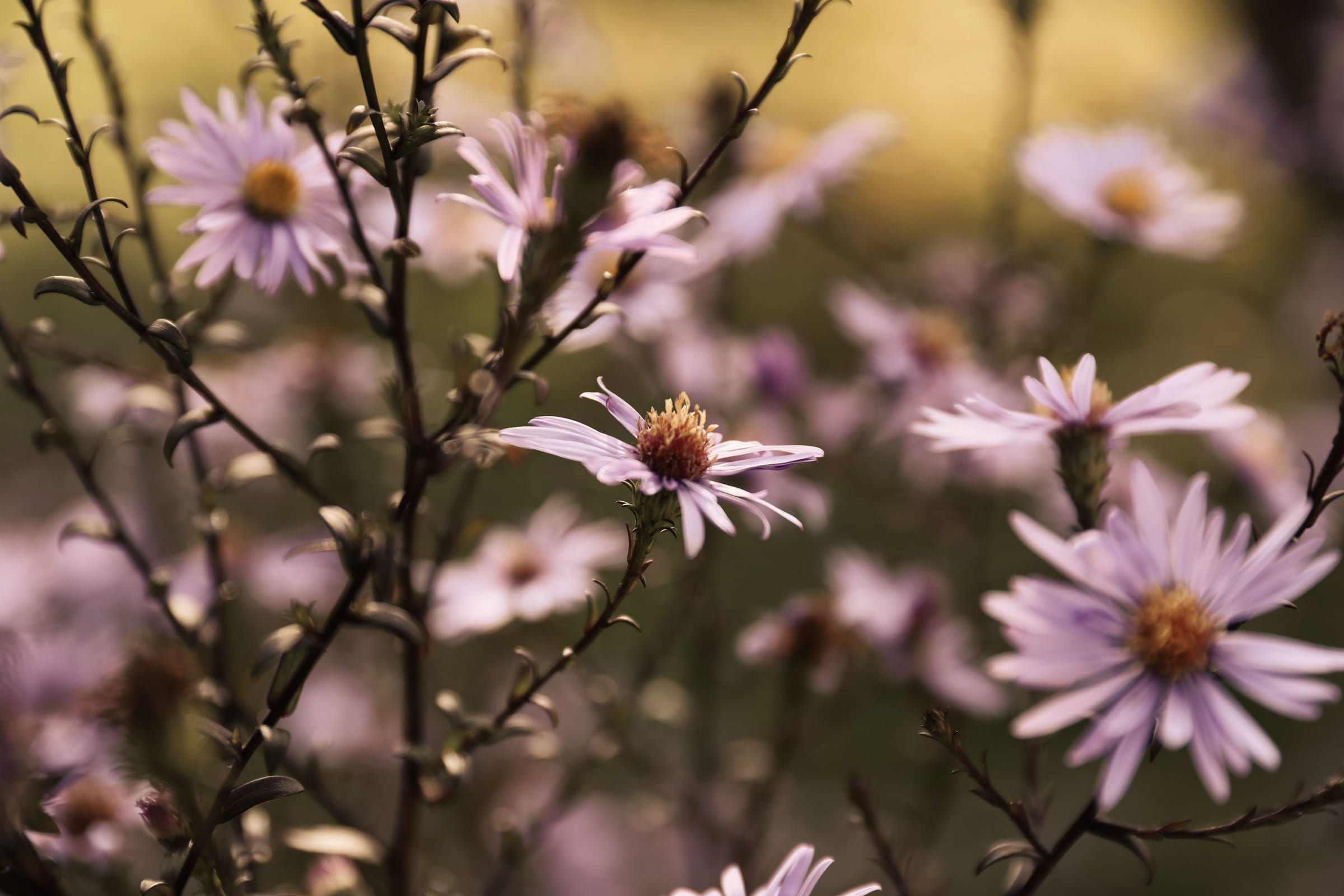 Pale pink asters on bare stems
