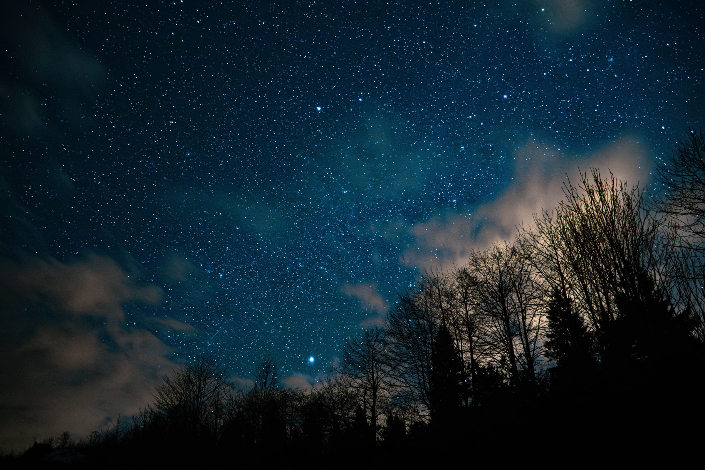 Stars over silhouetted trees at night