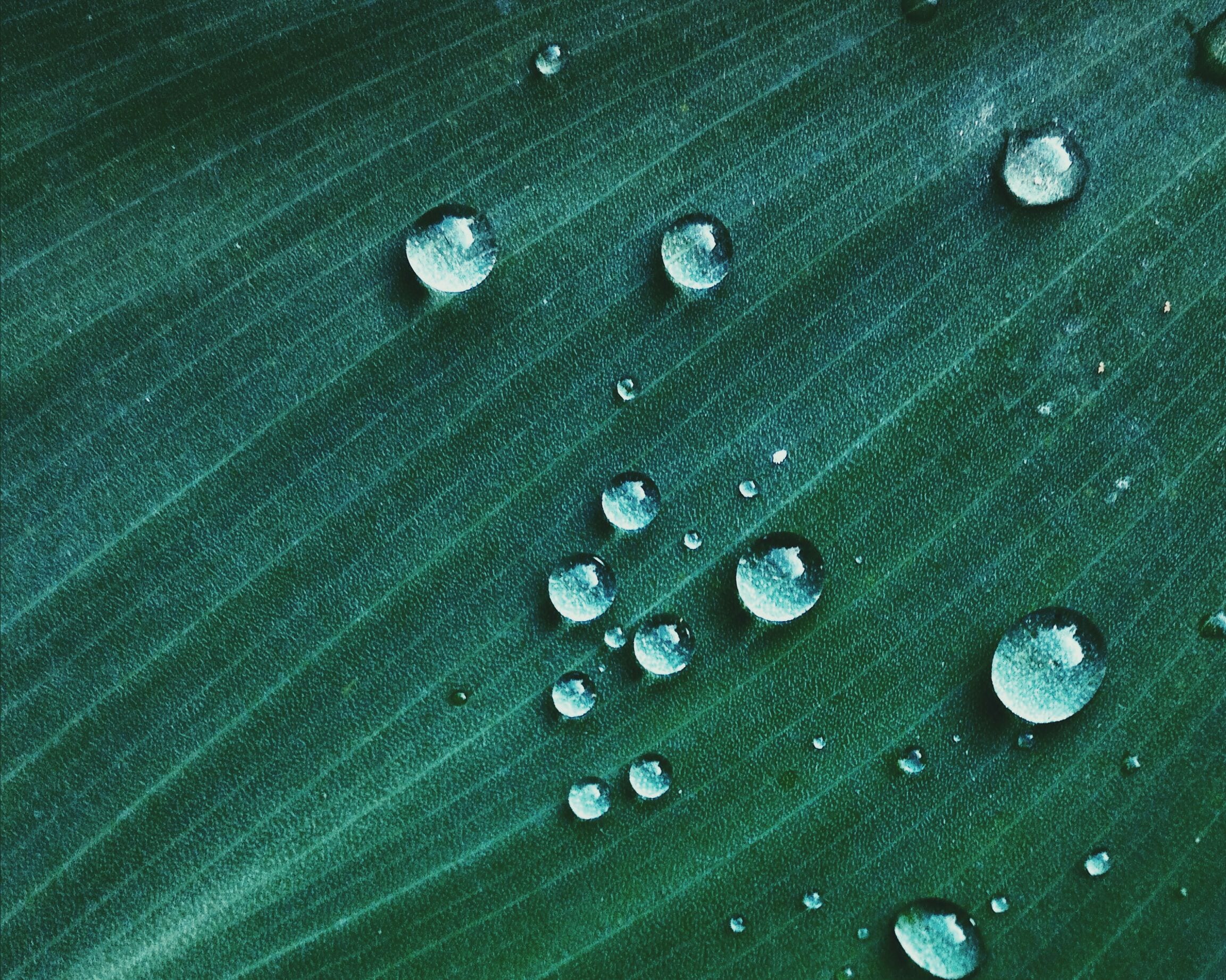 Water droplets beading on a green leaf