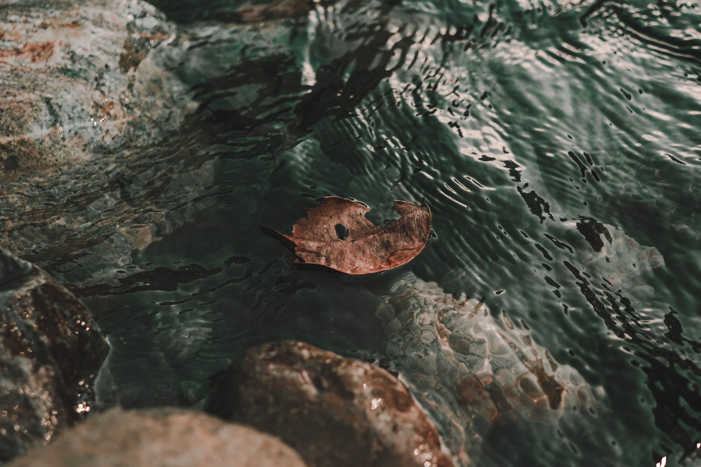 A leaf floating on dark water over stones